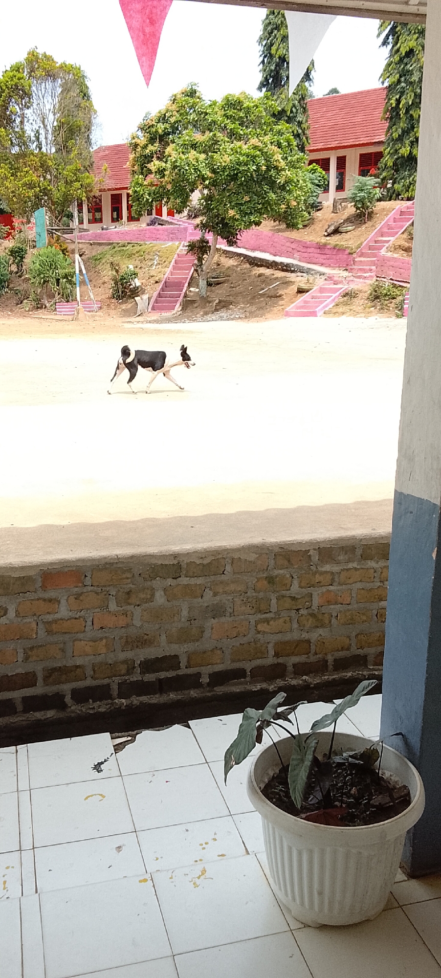 The image depicts a dog running across a sandy field in front of a school building. The school appears to be a single-story structure with a red tiled roof and white walls with red trim. Red-painted stairs lead up to the building from the field. The ground is mostly dry and sandy, with some sparse vegetation. A white potted plant with dark green leaves is visible in the foreground, placed on a tiled patio. The scene is outdoors and appears to be during the daytime, with the sun casting shadows. There are red and white banners or flags visible in the upper portion of the image, suggesting a possible event or celebration. The style of architecture and the surrounding vegetation could suggest a location in a tropical or subtropical region, potentially in a rural or semi-rural setting within Indonesia, given the context of Jepara.