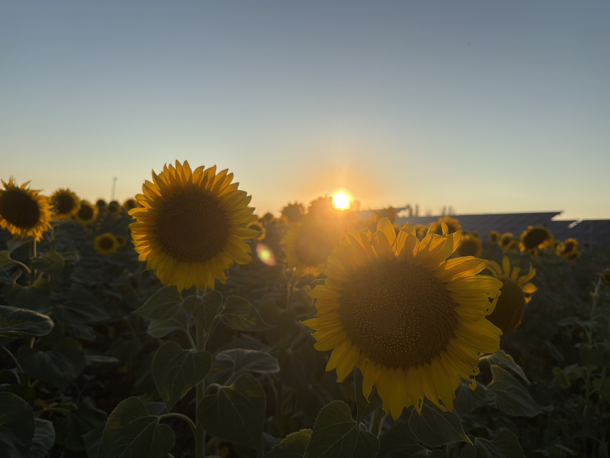 A low-angle, wide shot captures a field of sunflowers at sunset in an unknown location. The sun, a bright, glowing orb, is setting in the middle ground, casting a warm, golden light across the scene. Several sunflowers are in sharp focus in the foreground and middle ground, their large, yellow petals illuminated by the setting sun. Their brown centers are clearly visible. The background is a hazy blur of more sunflowers and some indistinct structures. The sky is a gradient of pale blue to a soft orange near the horizon, indicating dusk. The overall mood is serene and natural, showcasing the beauty of a sunflower field at sunset.