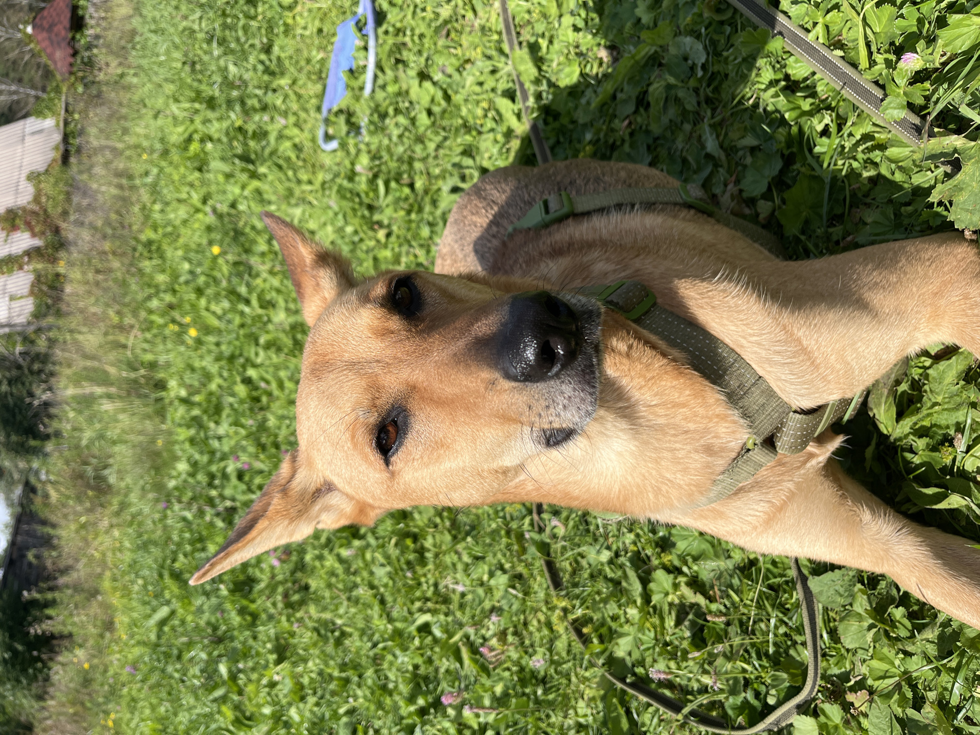 A light brown dog with large ears and a dark nose is lying in green grass under a sunny sky. The dog is wearing a green harness. In the background, there is a blurred view of a building with a tiled roof and some trees. A blue object is partially visible to the right of the dog. The location is not specified in the image.