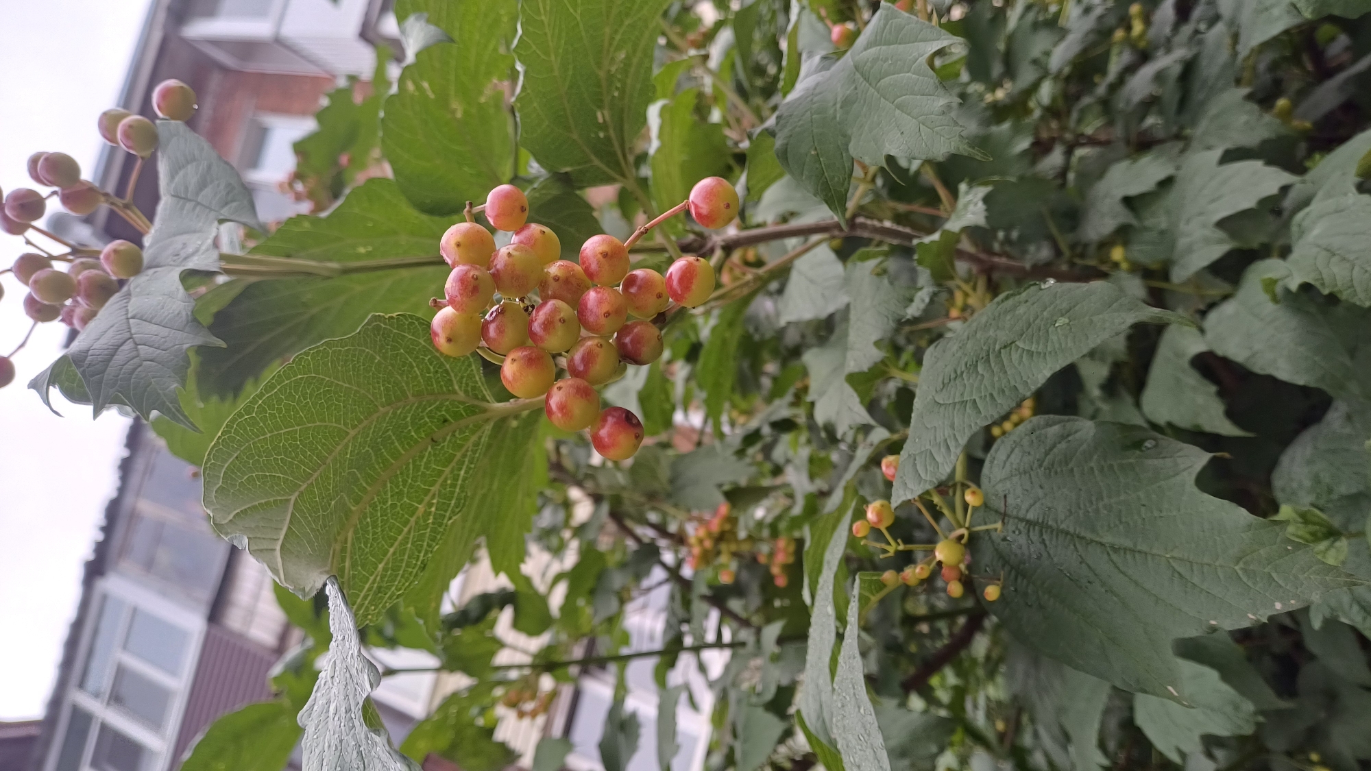 A close-up, low-angle shot captures a cluster of ripening berries on a green-leafed shrub in Izhevsk, Russia. The berries are small and round, transitioning from a pale yellow to a reddish hue, some showing a mottled appearance. They are suspended from thin stems in a dense bunch. The shrub's leaves are large, broad, and have a textured surface with visible veins, some bearing small water droplets. In the background, out of focus, is a multi-story building with visible windows and balconies, suggesting an urban environment. The sky is overcast, casting a soft, diffused light on the scene. The overall impression is one of a natural element within a man-made setting, likely a garden or yard adjacent to residential buildings in Izhevsk.