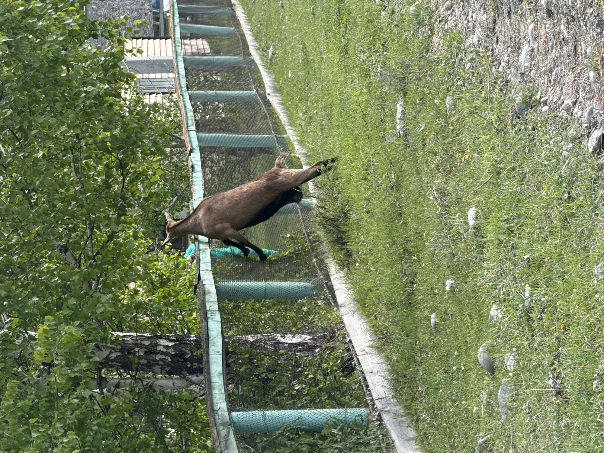 A chamois jumps from the edge of a net-covered structure onto a grassy area in Ust-Koksa, Russia. The structure is supported by metal framing, with sections covered by green netting. A birch tree with green leaves stands near the structure. Beyond the grassy area is a rocky, dirt-covered slope.