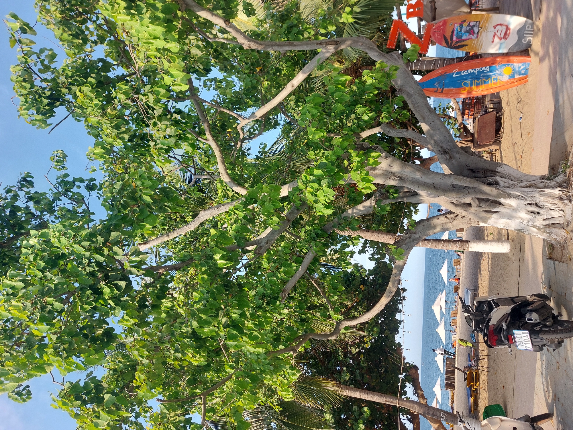 This is a photograph taken at a beach in Nha Trang Ward, Vietnam. The foreground is dominated by the trunk and branches of a large tree with lush green leaves. To the left, a white and black scooter is parked on a paved walkway, with its license plate visible as "79-CI 710.40".
The sandy beach stretches beyond the walkway, dotted with empty lounge chairs and beach umbrellas. The ocean is calm and blue, with a clear sky overhead. In the background, there are a few people scattered along the beach and near some beachside establishments. Two colorful surfboards are propped up on the sand to the right of the tree. One surfboard is orange and blue with the word "SUMMER" written on it, and the other is yellow and white with text that appears to be "SLIP". A large orange letter "Z" is visible above the surfboards. The scene appears to be a tranquil beach setting on a sunny day.