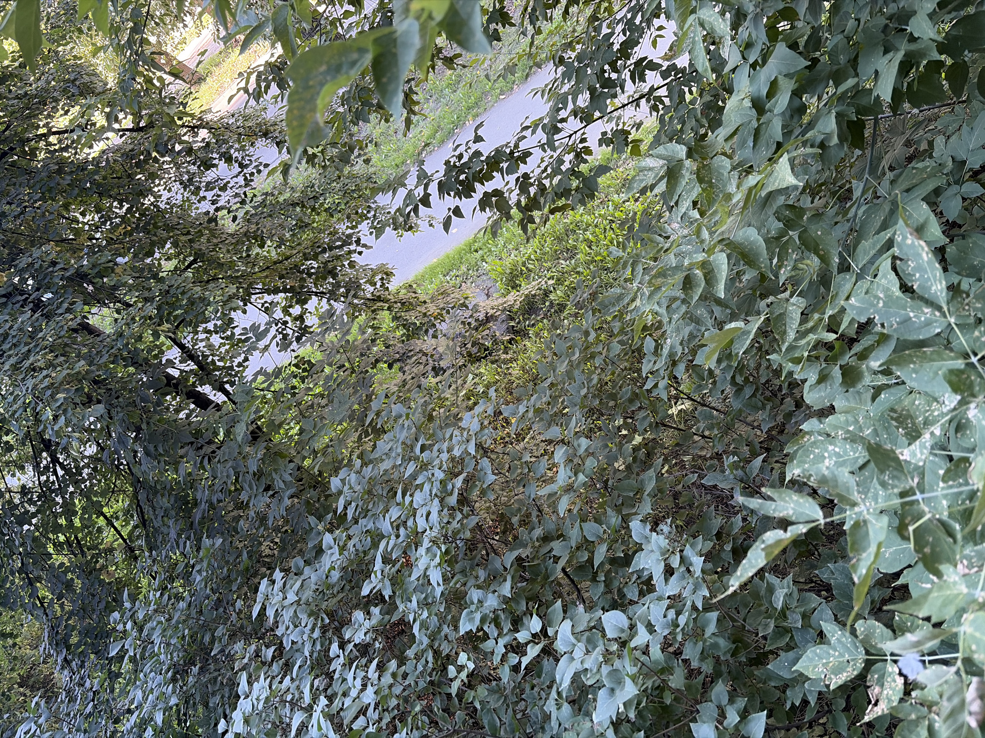 This is a high-angle, full shot of lush green foliage in an outdoor environment. The plants are dense and leafy, with various shades of green and some lighter green or slightly yellowed leaves scattered throughout. In the background, a paved path, possibly a road or sidewalk, is visible, bordered by more greenery. The lighting suggests it is daytime, with sunlight filtering through the leaves, creating dappled light and shadows. There are no people or animals visible in the frame. The overall impression is one of abundant plant life in a natural or semi-natural setting.