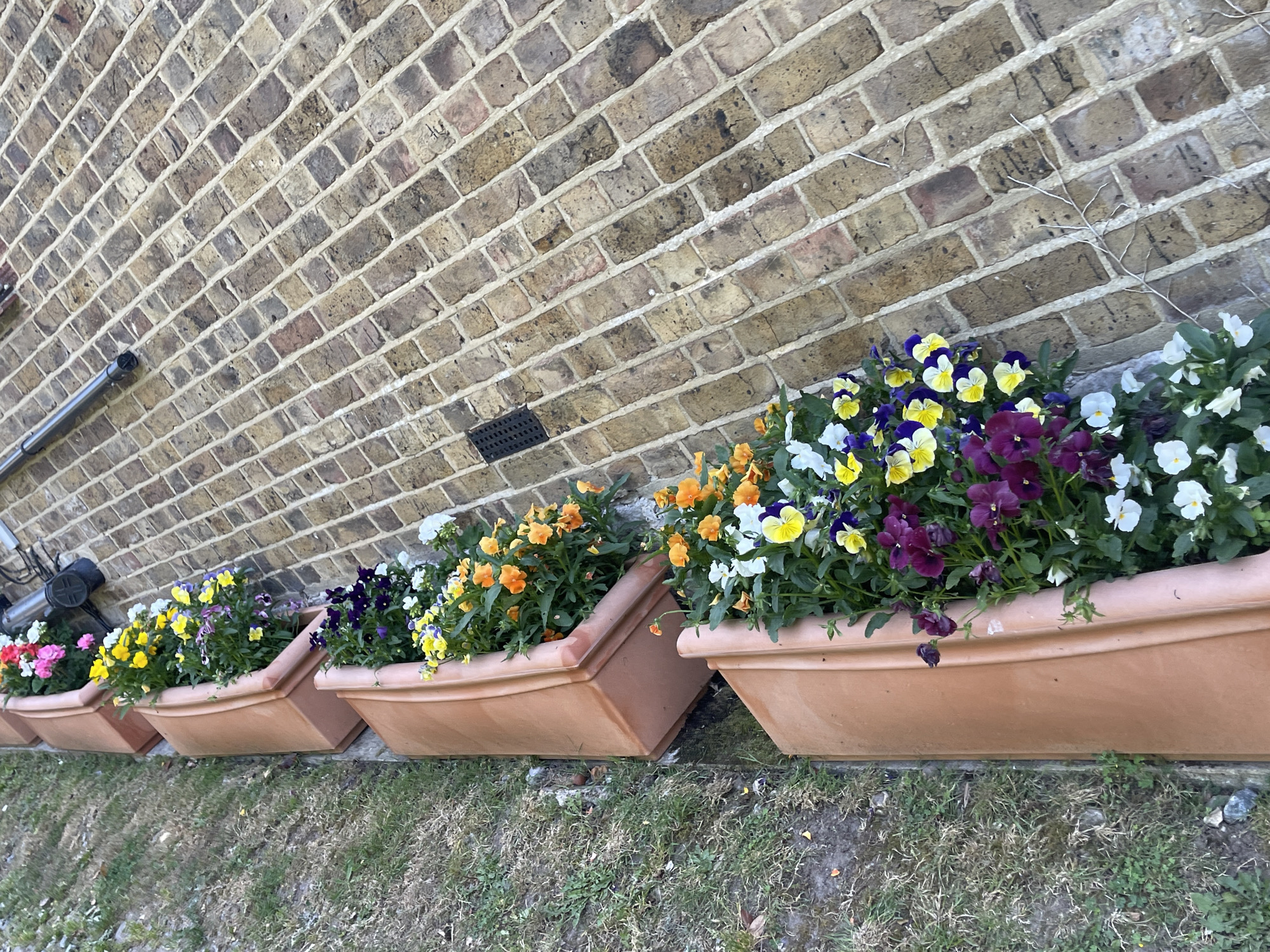 A row of four terracotta planters filled with pansies sits against a light-brown brick wall. The pansies are various colors, including pink, yellow, purple, orange, and white. The planters are rectangular and have a lip along the top edge. The brick wall is slightly angled towards the left of the frame. To the left of the planters is a green grassy area. The location is likely Maidstone, United Kingdom.