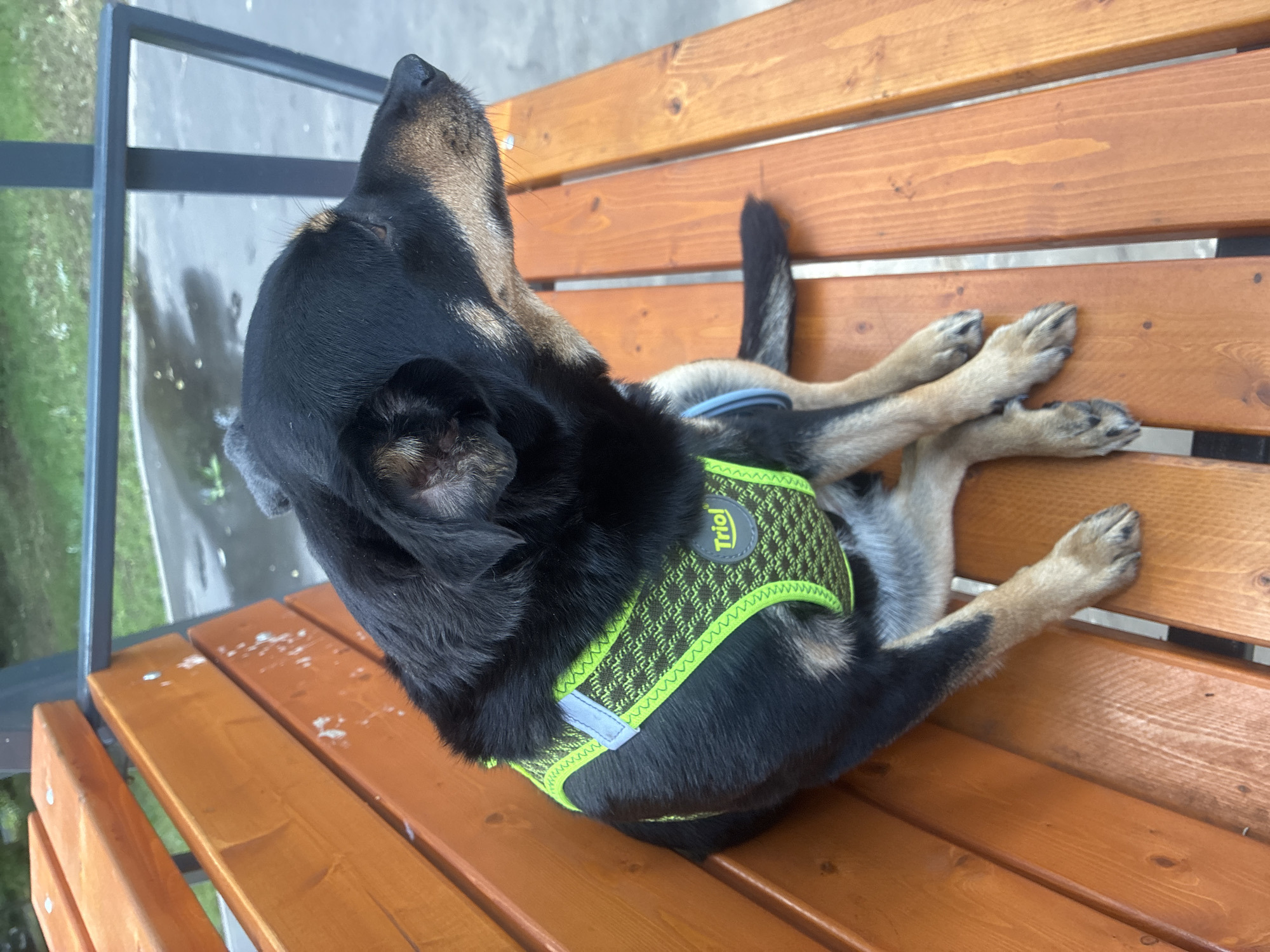 A medium-sized black and tan dog wearing a neon green and brown patterned harness sits on a wooden park bench. The dog is facing to the right, looking away from the camera. The bench is made of orange-toned wooden planks with metal supports. In the background, there is a paved area with puddles, grass, and a metal railing, suggesting an outdoor park or public space. The image does not contain any specific clues that would allow for precise location identification within Moscow, Russia.