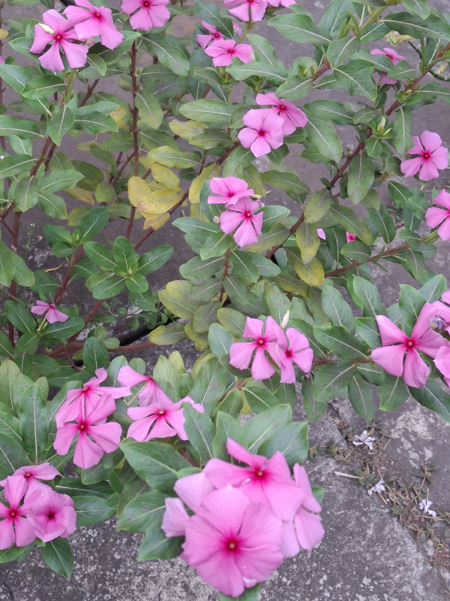 This is a close-up, eye-level, vertical, medium shot of a vibrant pink periwinkle plant. The plant features numerous five-petaled flowers in various stages of bloom, scattered amongst glossy, dark green leaves. Some leaves are beginning to yellow, suggesting the plant's life cycle. The flowers are a bright, saturated pink with darker pink centers. The background consists of a rough, grey concrete surface, indicative of an urban or semi-urban environment. Small, dry, brown branches and sparse green vegetation are also visible on the concrete. The image was captured in Lumajang, Indonesia, where such flowering plants are commonly found in gardens, parks, and along streets. No people are present in the scene.