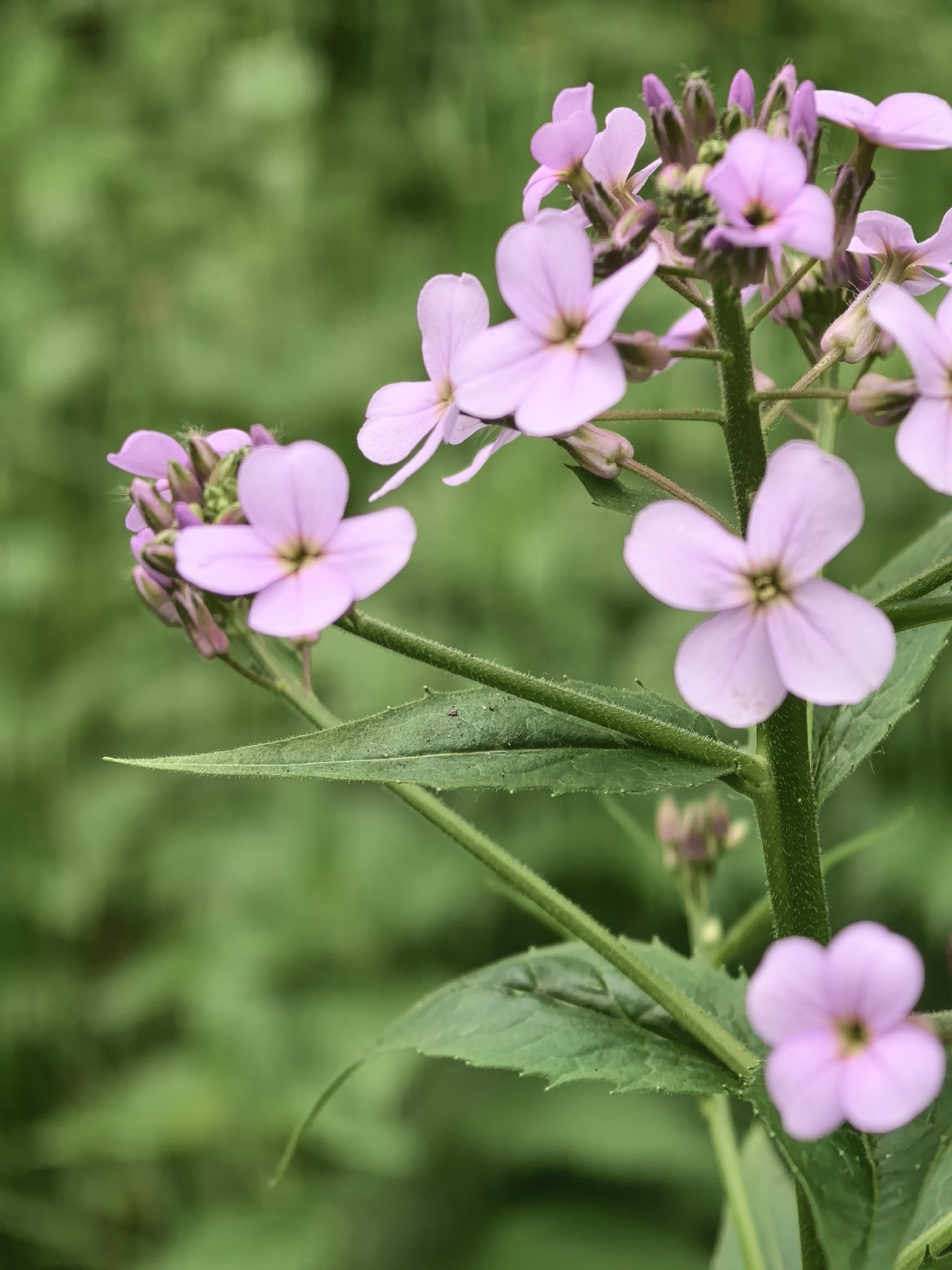 A close-up photograph depicts a flowering plant located outdoors in the city of Perm, Russia. The central subject is a green, textured plant stem, which branches and supports multiple light purple, four-petaled flowers in various stages of bloom. Several unopened flower buds are visible, primarily clustered towards the top of the main stem. The open flowers exhibit a distinct, slightly darker central region. Green leaves, also appearing textured and subtly serrated, are attached to the stems. The background is composed of heavily blurred green foliage, indicating a natural, vegetated environment. Illumination is diffused, resulting in soft light and an absence of harsh shadows. No human or animal subjects are present. The image employs a shallow depth of field, rendering the plant in sharp focus against the soft, indistinct background.