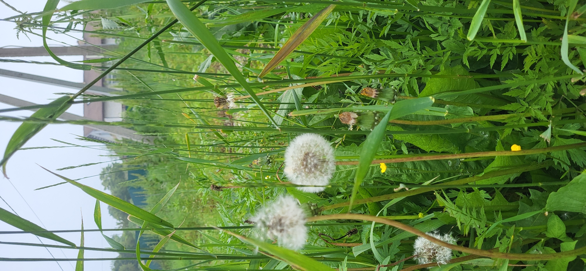 The image depicts a close-up view of dandelions in various stages of development, surrounded by lush green grass and foliage. In the background, a house with a brown roof is visible, partially obscured by the vegetation and utility poles. The scene appears to be set in a natural or semi-natural environment within the city of Slavyanka, Russia. There are no people or animals present in the image. The lighting suggests an overcast or early morning/late afternoon setting.