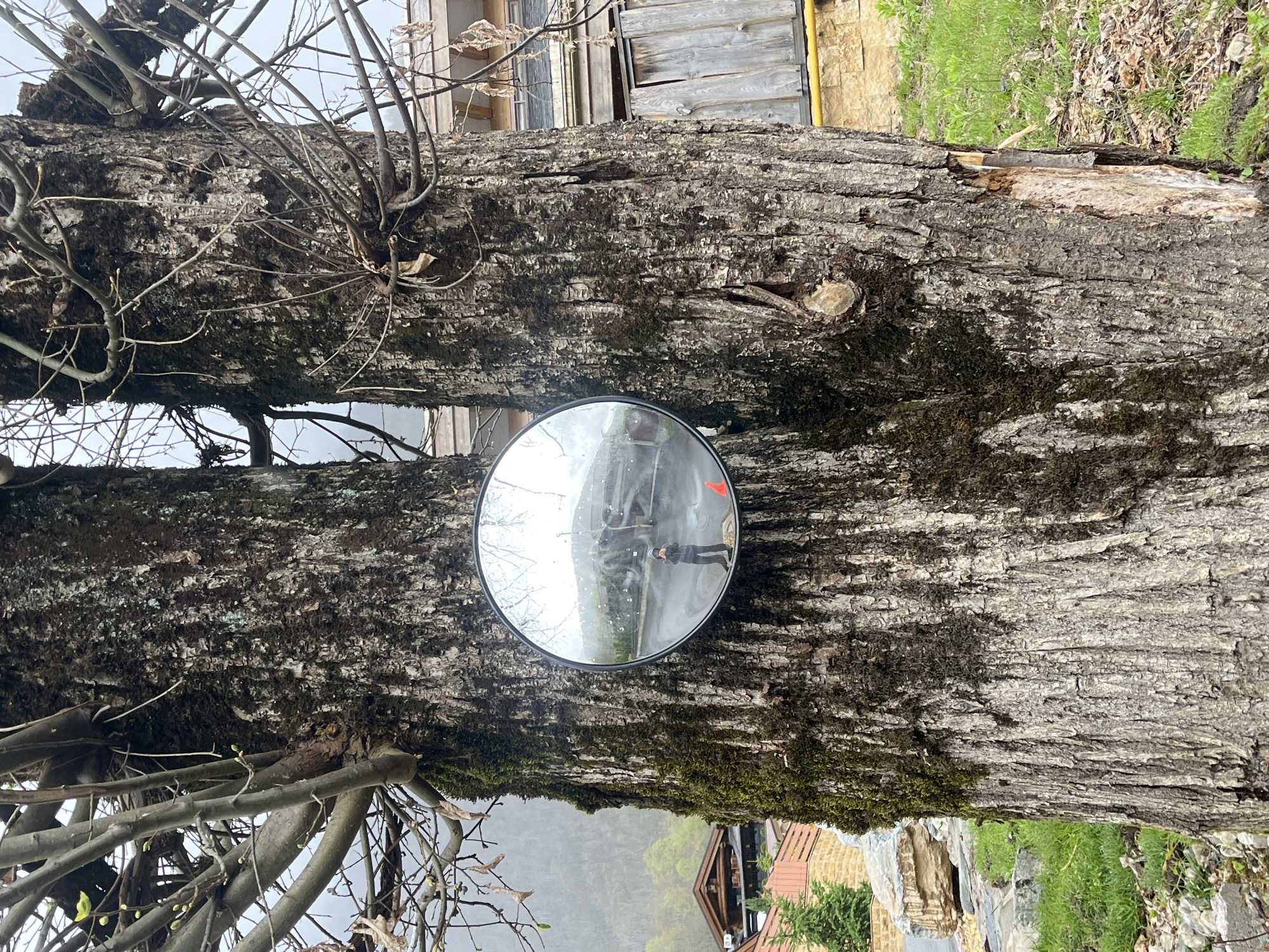 A round mirror is mounted on a tree trunk covered in moss. The reflection shows a person taking a picture, a gray pavement or road, and hints of surrounding buildings and sky. The tree itself appears to be situated in an outdoor environment, possibly near a building or road. The ground slopes downward with a view of a house and vegetation in the background. The location in the city of Unknown, Unknown cannot be identified from the image.