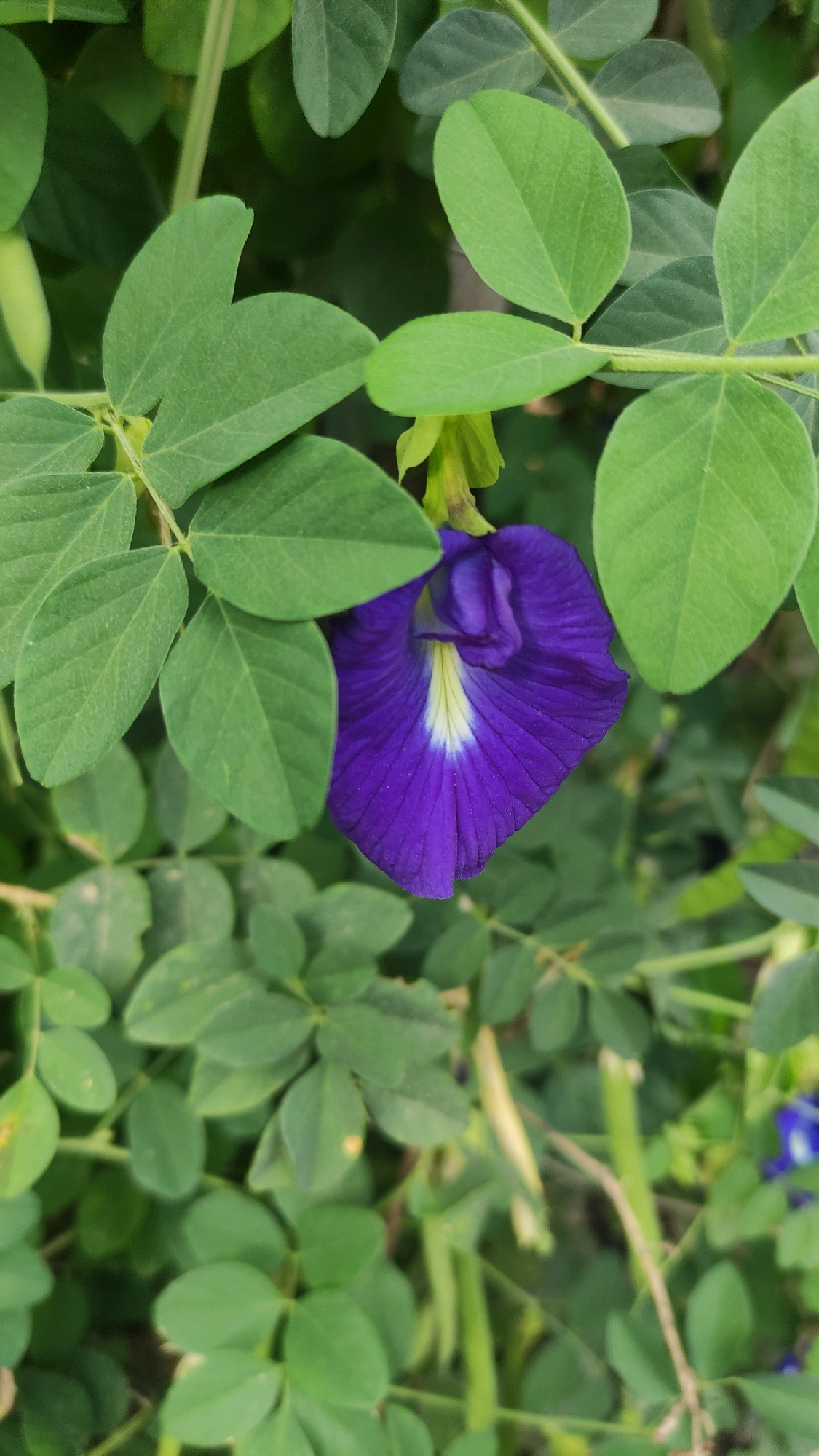A close-up, vertical shot shows a single, vibrant purple butterfly pea flower (Clitoria ternatea) nestled amongst lush green leaves. The flower is partially obscured by the foliage, with its delicate, velvety petals fanned out. A white and yellow marking is visible at the center of the bloom. The surrounding leaves are oval-shaped and arranged in pairs along thin stems. The background is a soft blur of more green foliage and hints of other plant life, suggesting a natural outdoor setting. The image does not contain any people or actions, focusing solely on the botanical subject. The scene is consistent with the flora found in the humid tropical environment of Tiudan, Indonesia.