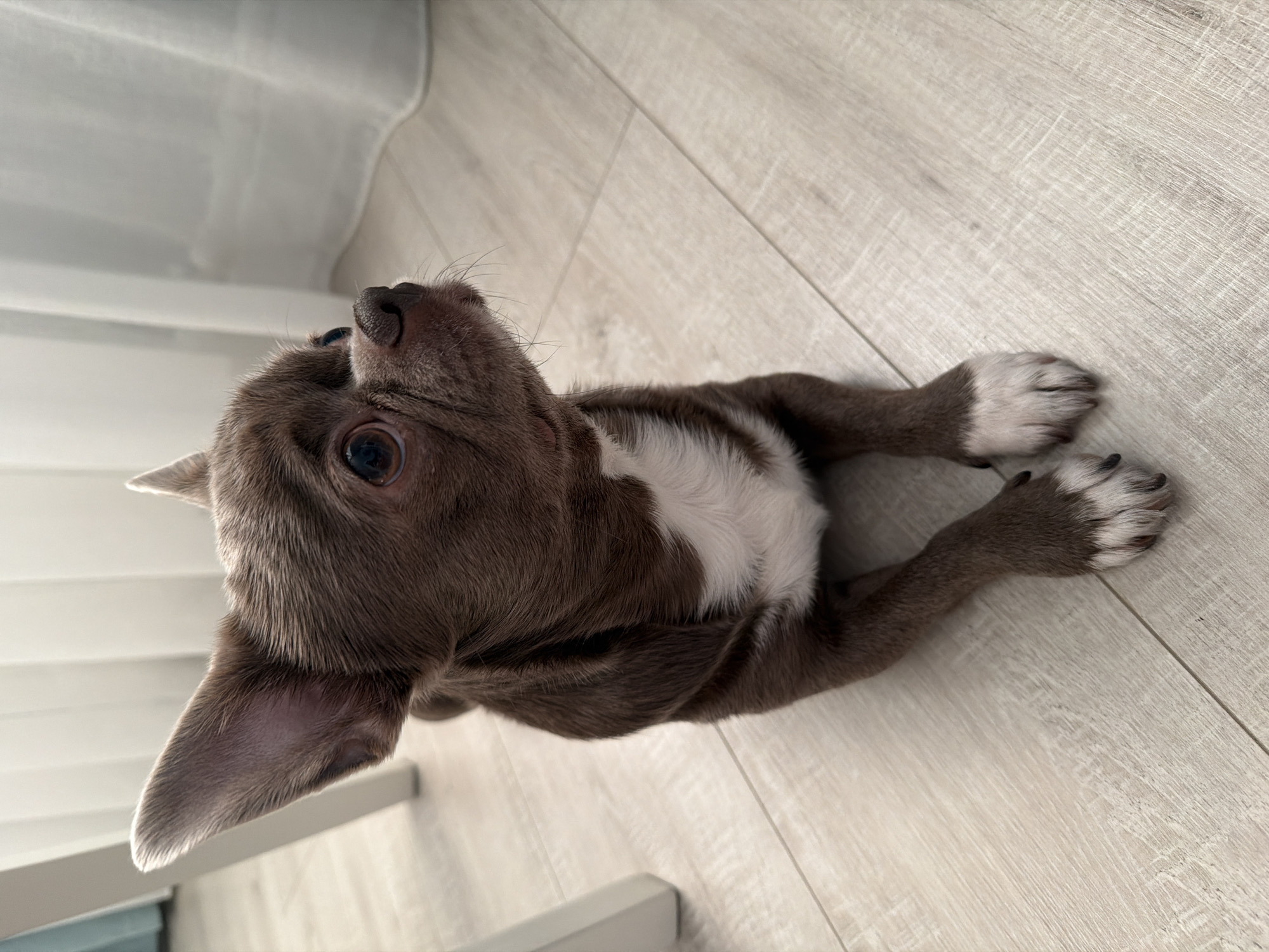 A brown and white puppy lies on a light wood-patterned floor. The puppy is positioned so its head points toward the top left of the frame. The puppy’s body is oriented diagonally across the image. Its paws are white-tipped and extended forward. A white curtain is visible behind the puppy. The image shows no evidence to suggest that the image was captured in Votkinsk, Russia.