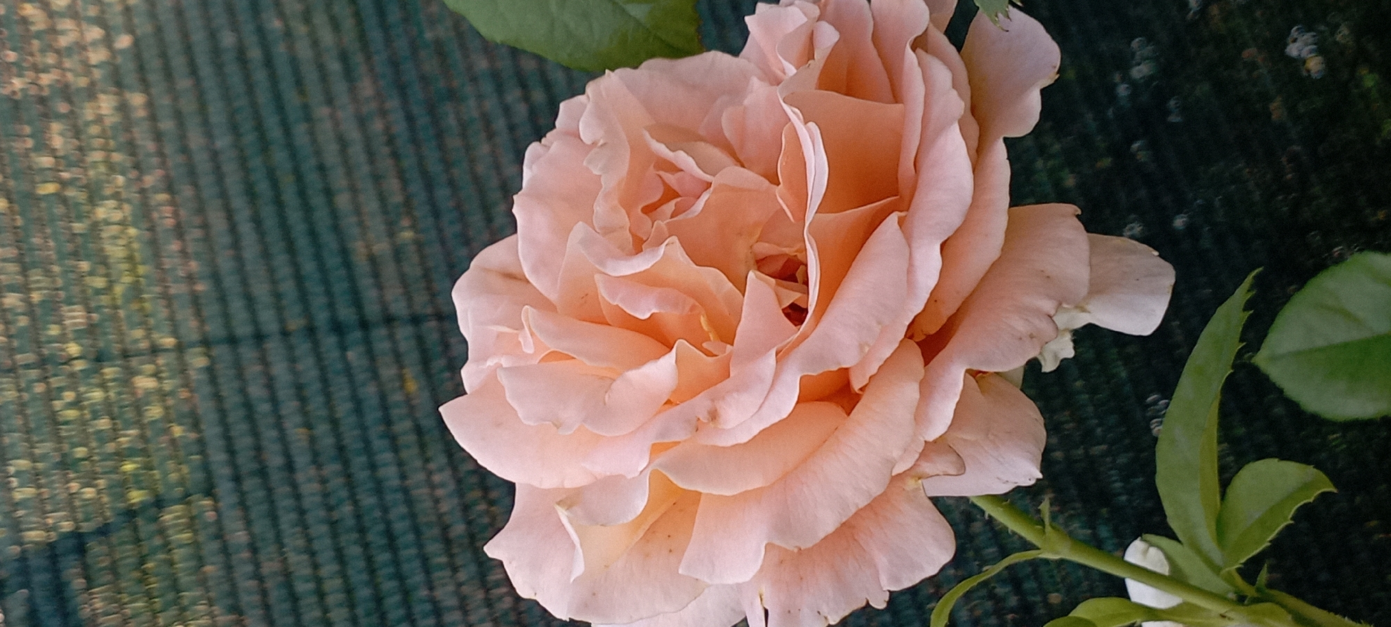 A close-up, vertical shot captures a pale pink rose in full bloom against a dark green, netted background. The rose's petals are layered and ruffled, with soft folds and gentle curves. Some petals show subtle variations in color, ranging from a soft peach to a delicate cream. The background appears to be a garden fence or screen, with a woven texture and dappled light creating a bokeh effect. The lower left corner of the image shows a portion of the rose's stem and several green leaves. The lighting suggests it is daytime, possibly late afternoon, with soft, diffused sunlight. The scene is devoid of any human presence or activity. The image was taken in Radisne, Ukraine.