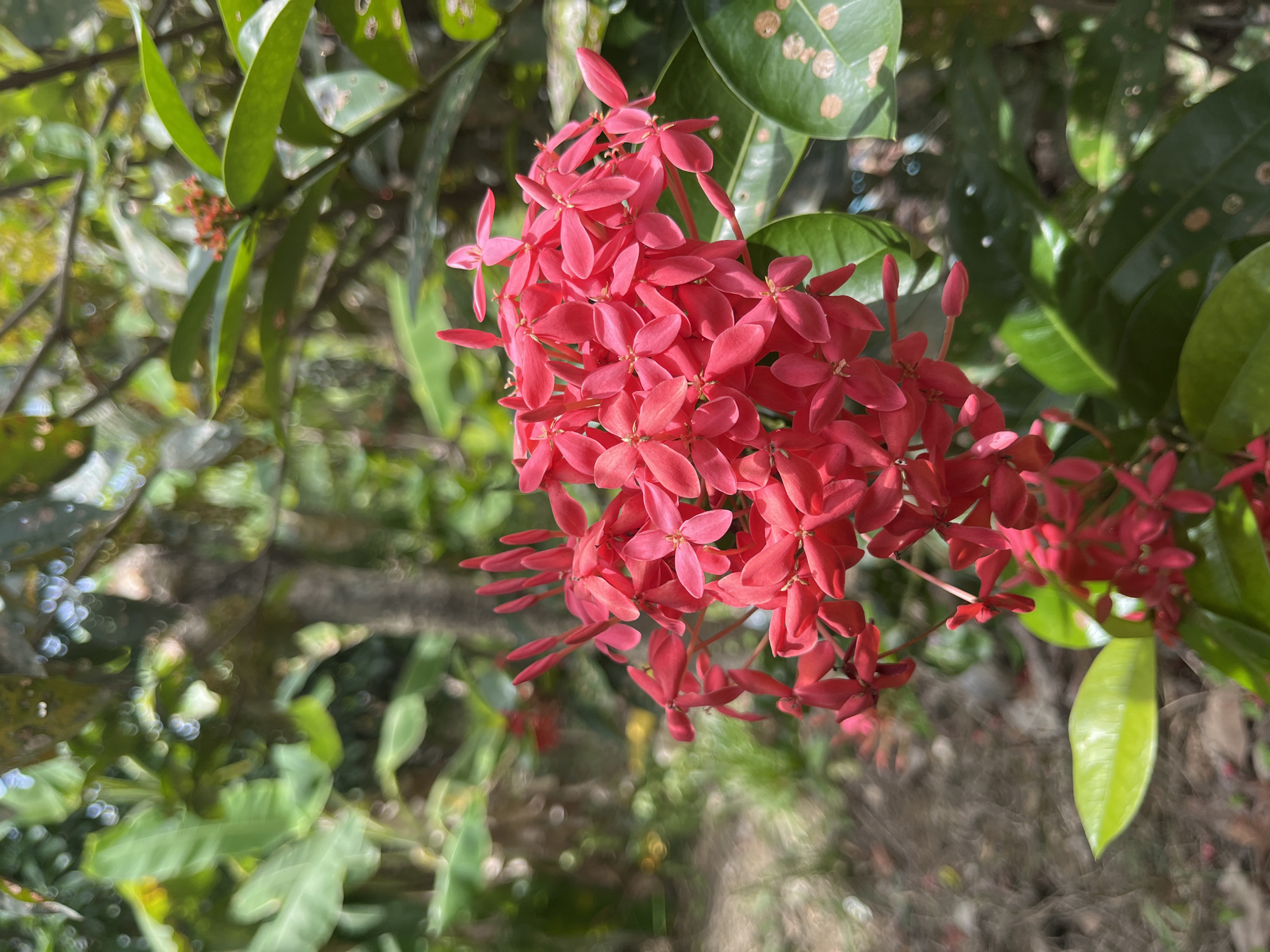 A cluster of red Ixora flowers is in full bloom, dominating the foreground of the image. The flowers are comprised of numerous small, four-petaled blooms. Lush green foliage surrounds the flowers, including several leaves with light brown spotting. A bokeh effect is visible in the background, indicating a shallow depth of field. The general setting appears to be a tropical or subtropical garden. The location is Pulo, Indonesia.