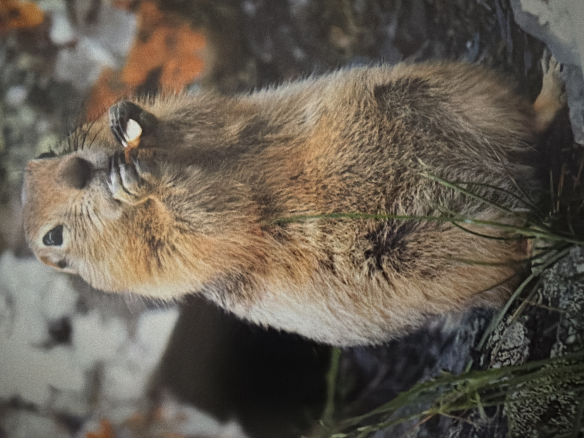 A close-up shot shows a Pika, a small mammal, mostly brown with a light tan underbelly and a white tag on its ear. It is sitting amidst gray rocks and green vegetation. The location cannot be determined to be London, UK, based on the image.