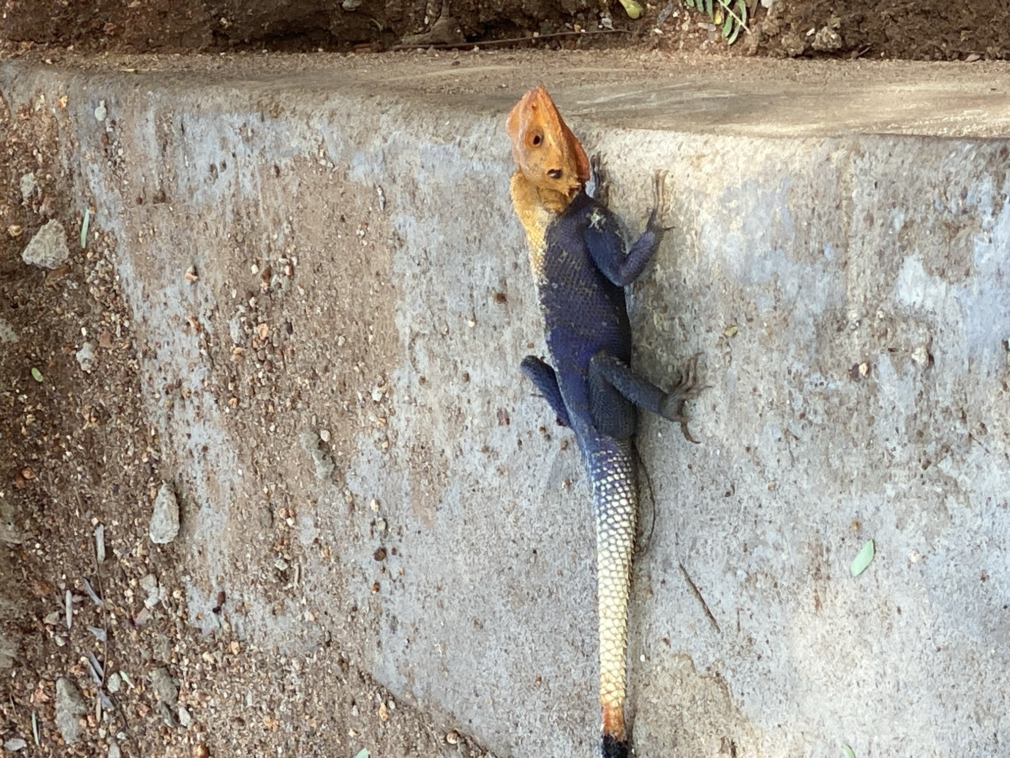 Location: Adankolo, Nigeria.
Scene: An orange-headed lizard is lying on a light brown and gray concrete surface. The concrete adjoins a dirt area with small rocks and pebbles. The lizard's body is dark blue, and its tail is white and black. The lizard is facing the upper right corner of the frame. The lizard appears dead, but it is difficult to determine definitively from the image.