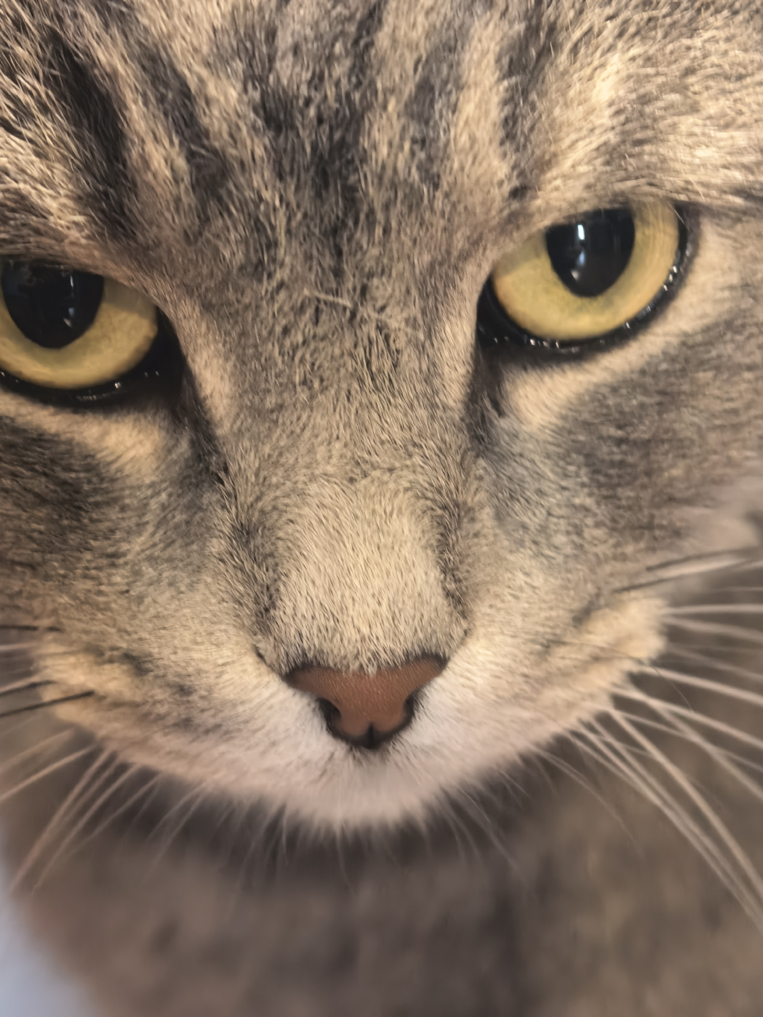 This is a close-up, eye-level, slightly low-angle shot of a domestic short-haired tabby cat's face. The cat has yellow eyes with black pupils and a brown nose. Its fur is a mix of gray, black, and tan stripes. The background is blurred and out of focus, showing a muted, neutral color palette. There are no people or other objects visible in the image. The scene is indoors, with no discernible environmental features suggesting a specific location in a city.
