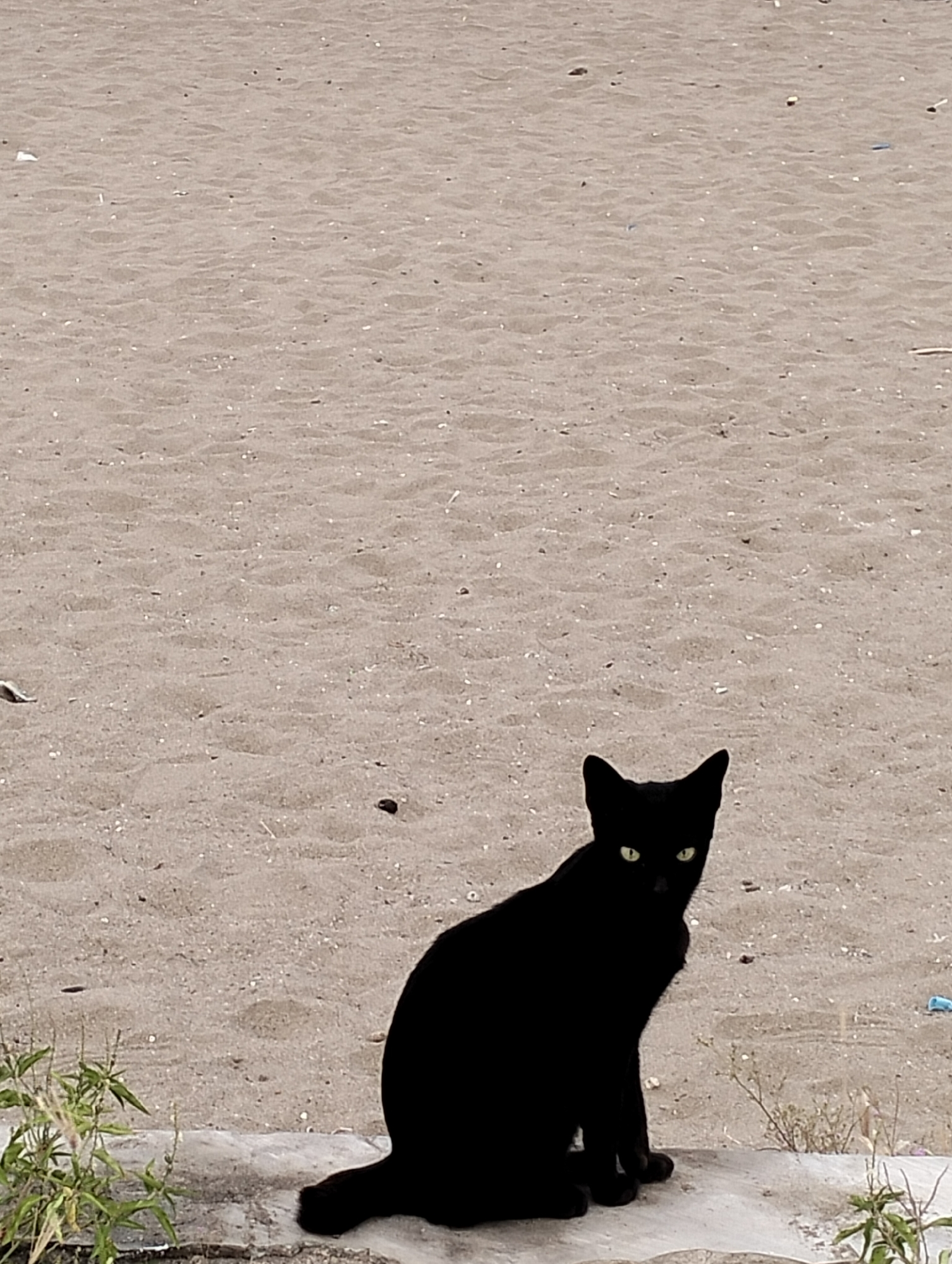The image displays a solitary black cat seated on a light gray concrete or stone ledge in the city of Lhokseumawe, Indonesia. The cat is positioned in the lower central portion of the frame, oriented directly towards the viewer, with its luminous yellow-green eyes prominently visible against its otherwise dark, seemingly uniform black fur. To the cat's immediate left, a patch of green herbaceous vegetation grows on the concrete surface. The background is composed primarily of light tan sand, exhibiting subtle rippled textures and interspersed with small dark particulates. Scattered across the sandy ground are several pieces of anthropogenic debris, including fragments of white and blue plastic. The scene is illuminated by diffuse light, resulting in minimal distinct shadows. No other people, animals, or significant actions or interactions are depicted.