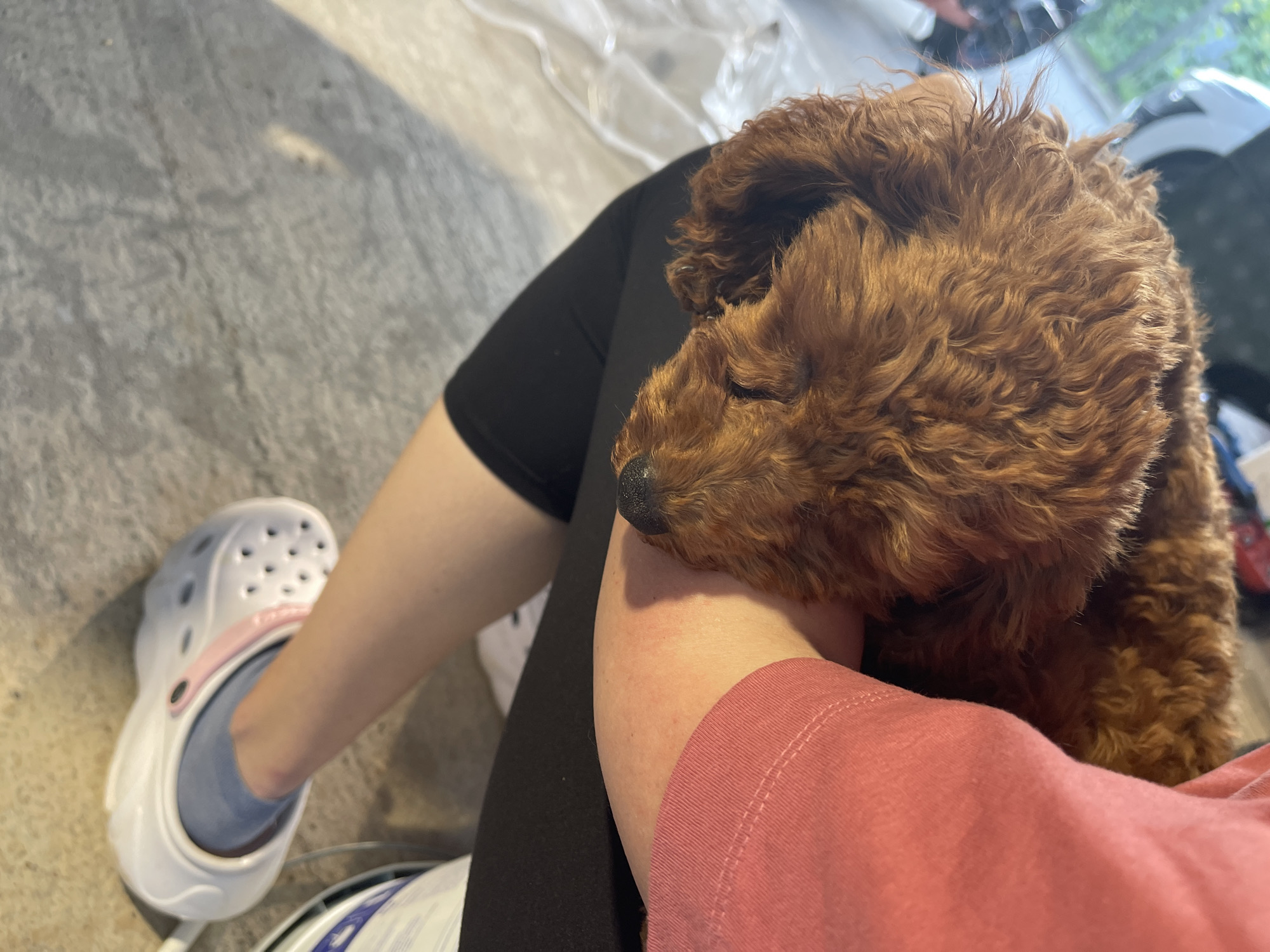 A reddish-brown poodle rests its head on a person's arm. The person is wearing black leggings and a salmon-colored t-shirt. Their left foot is visible, wearing a light blue sock and a white and pink Croc shoe. The background includes a concrete floor and a glimpse of a vehicle. The location is not identifiable as Sofia, Bulgaria, from the given image.