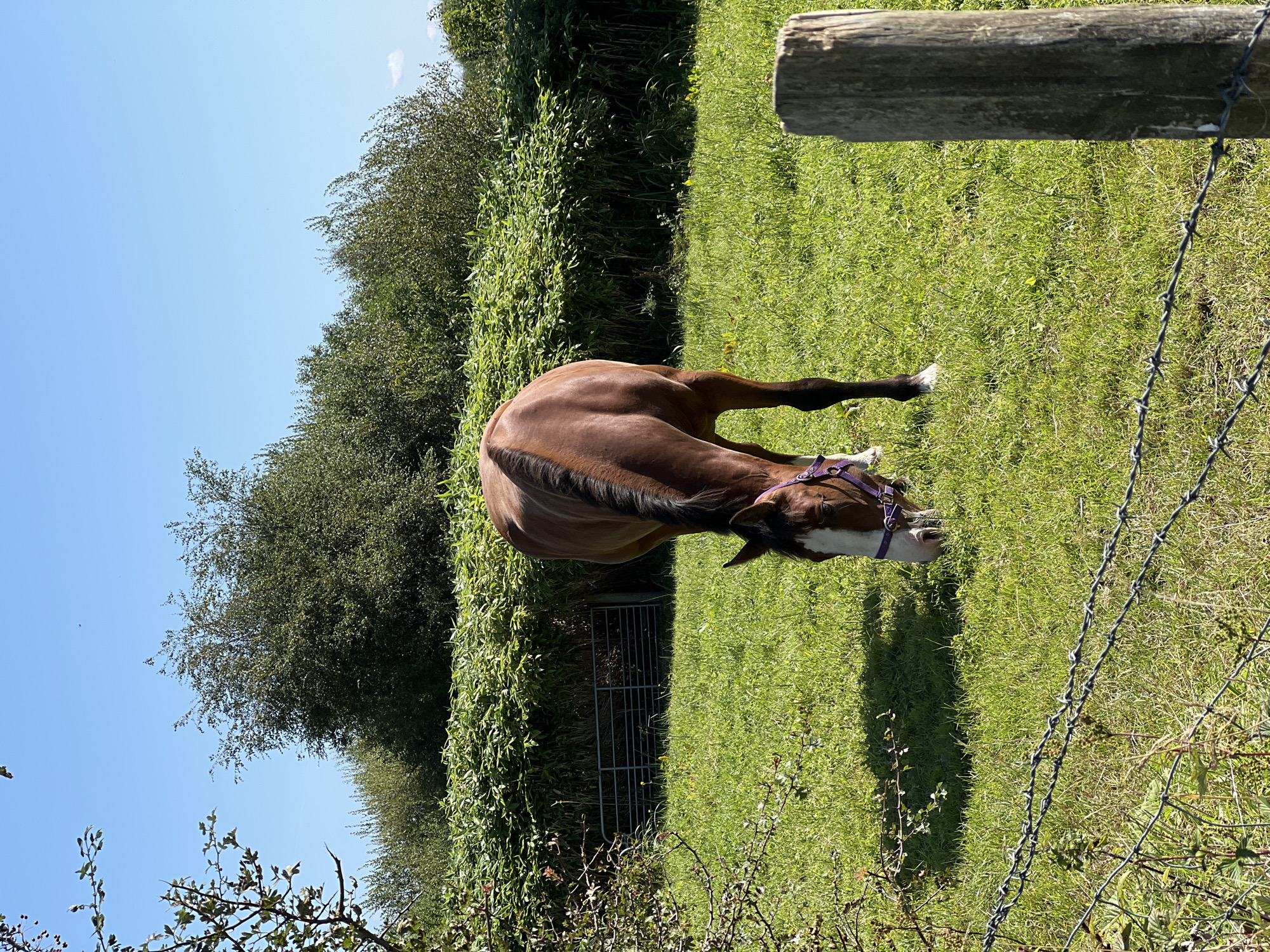 A brown horse with a white blaze on its face and a purple halter grazes in a sunlit green field. The horse is positioned centrally in the frame, facing downwards towards the grass. Behind the horse, a dense, green hedge forms a backdrop, with trees visible beyond it under a clear blue sky. In the foreground, a barbed wire fence and a weathered wooden post are visible. The scene appears to be a rural setting, possibly a farm or pasture, located in the vicinity of Mountcharles, Ireland.