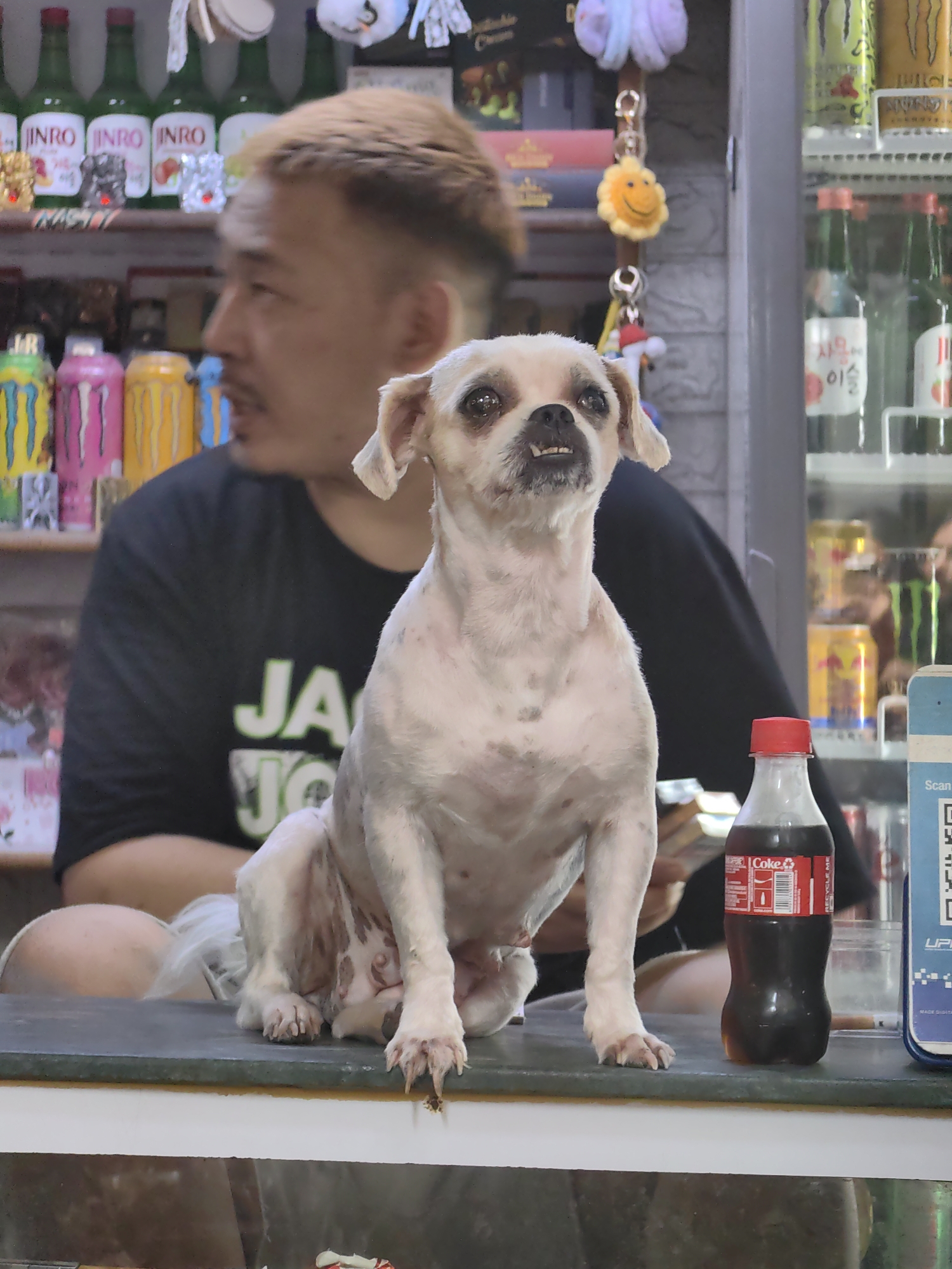 In an indoor setting, a short-haired dog with white fur and brown markings sits on a counter, facing forward and appearing to look up. The dog's mouth is slightly open, revealing its teeth. To the left of the dog, a person with short, light brown hair and a black t-shirt is visible from the chest up, looking to the left. Behind them, shelves are lined with various bottles, including green bottles with red labels that read "Jinro," and colorful canned beverages. To the right of the dog, a bottle of Coca-Cola with a red label is placed on the counter. A mobile payment terminal with a QR code is positioned to the right of the Coca-Cola bottle. The background appears to be a store or a vending area, with refrigerators and shelves containing more products. The lighting suggests an indoor environment, possibly a small shop. The scene is devoid of any specific indicators suggesting it is located in Delhi, India.
