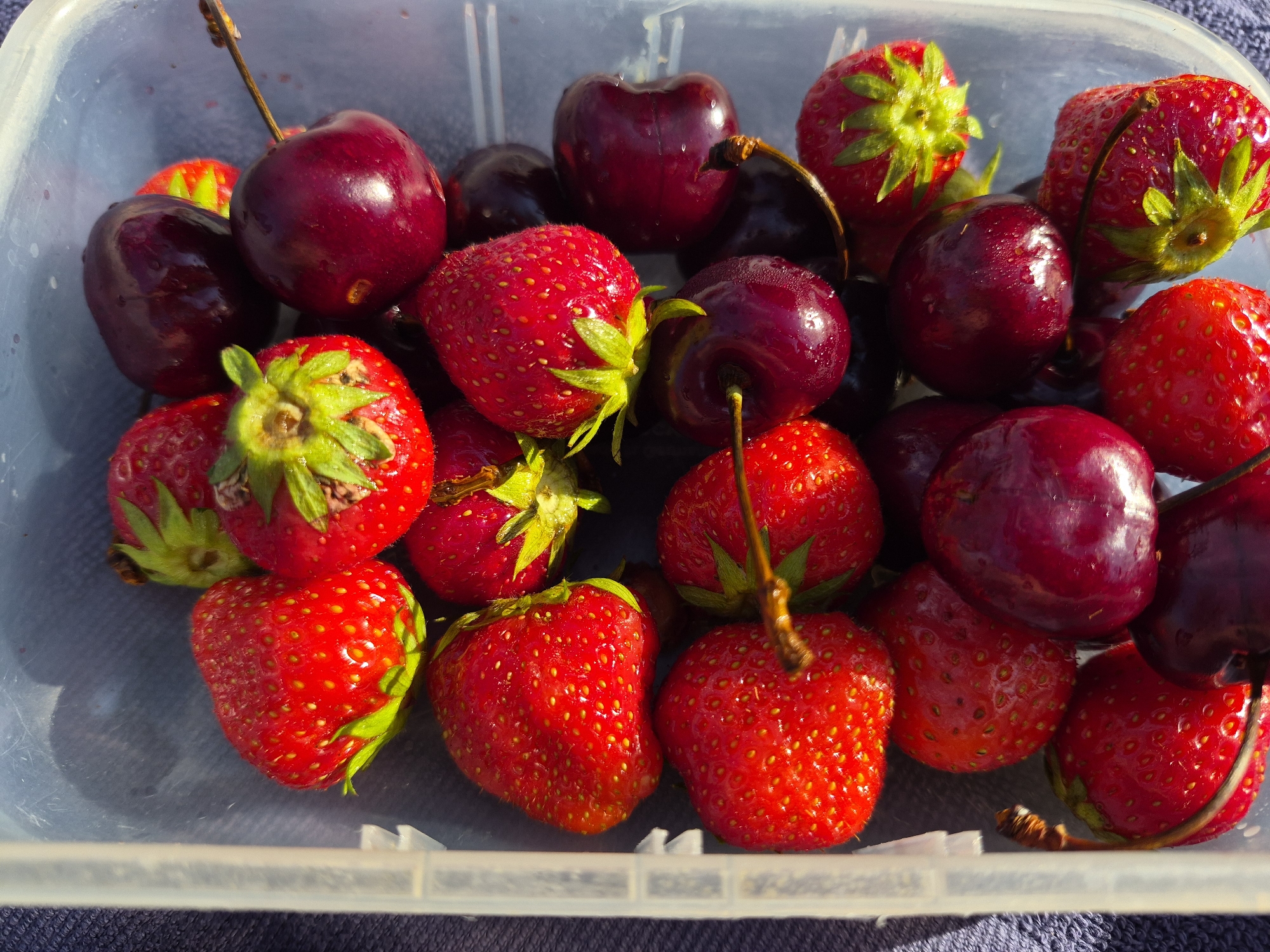 A clear plastic container is filled with fresh strawberries and cherries. The fruits are a vibrant red and deep purple, glistening with water droplets. The container is placed on a dark blue textured surface, possibly a towel. The lighting suggests an outdoor setting, with harsh shadows cast on the fruits. The composition is a top-down view, showcasing the abundance and ripeness of the produce. There are no people or animals visible in the image.