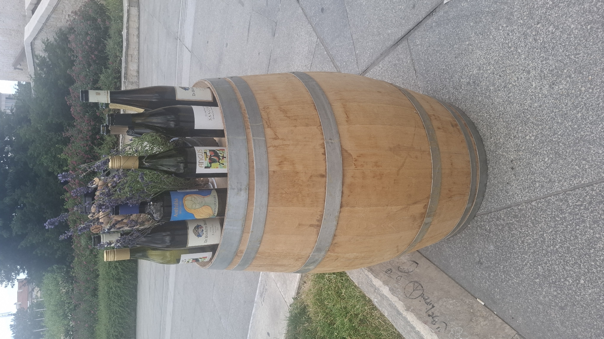 A wooden wine barrel lies horizontally on a gray, speckled pavement, possibly a sidewalk or plaza. The barrel is filled with several bottles of wine and sprigs of lavender. The bottles are arranged at various angles, with their necks and labels visible. Some of the wine labels are partially obscured by the lavender and other bottles.
The scene appears to be outdoors, with greenery and a building in the background. The lighting suggests it could be daytime, with natural light illuminating the scene. The overall impression is one of a rustic or decorative display, possibly for a winery, restaurant, or market.
Visible text on the wine bottles includes:
- "CLAY + BRUSH SANGRIA"
- "ANGUS"
- "Anthillia"
- "Dr. Bürklin-Wolf"
- "DONNAFUGA"
The setting appears to be urban, given the pavement and the hints of a building. The presence of greenery suggests an outdoor area within a city. There are no people visible in the image. The time of day is not explicitly determinable but the lighting is consistent with daylight hours. The weather appears to be clear, with no indication of rain or extreme conditions. The overall mood is calm and possibly inviting, as one might expect from a display of wine. The location context of Sofia, Bulgaria, suggests this could be a vineyard-related establishment or a decorative piece in a public space in that city.