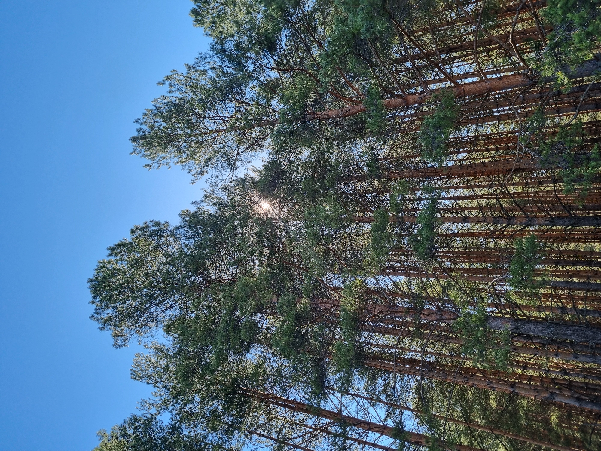 Looking upwards into a dense pine forest on a clear day in Chaikovsky, Russia, the trunks of numerous tall trees stretch vertically, their branches and green needles partially obscuring the bright blue sky. Sunlight filters through the foliage creating a bright spot at the top center of the image.