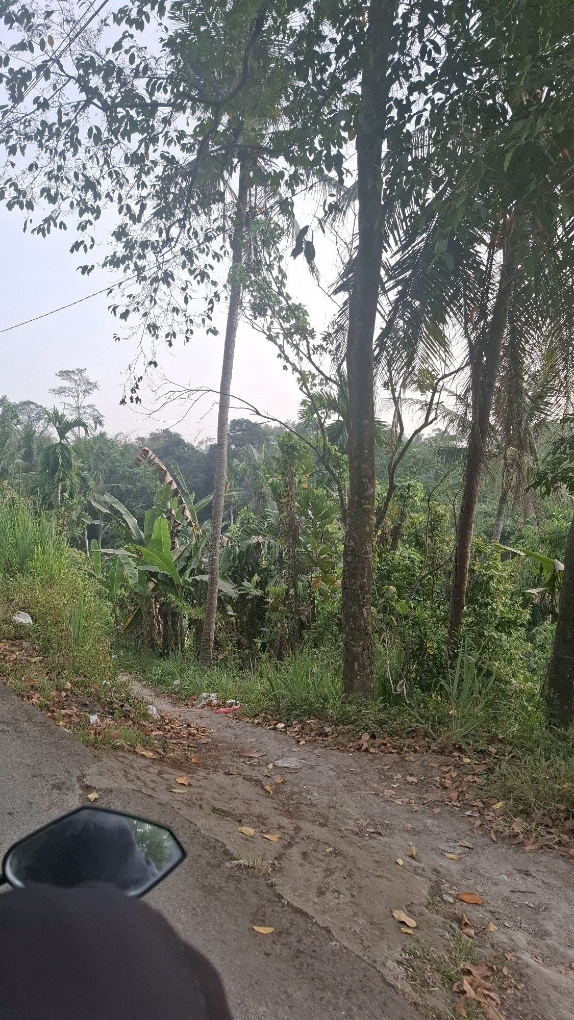 The image depicts a roadside scene in a rural or semi-rural area, likely on the outskirts of Bandar Lampung, Indonesia. In the foreground, a motorcycle mirror reflects a portion of the sky and possibly the rider's helmet. The road surface is a mix of asphalt and dirt, with scattered dry leaves and some debris, including plastic bags and wrappers, along the edge. A dirt path or track branches off to the right.
The left side of the scene is bordered by tall, dry grass and vegetation. The background is dominated by dense tropical foliage, featuring various trees, including palm trees and banana plants with large leaves. Some of the trees are quite tall, with their branches reaching towards the overcast sky. The vegetation suggests a humid climate, typical of the region. The overall impression is one of a natural, undeveloped landscape adjacent to a local road.
