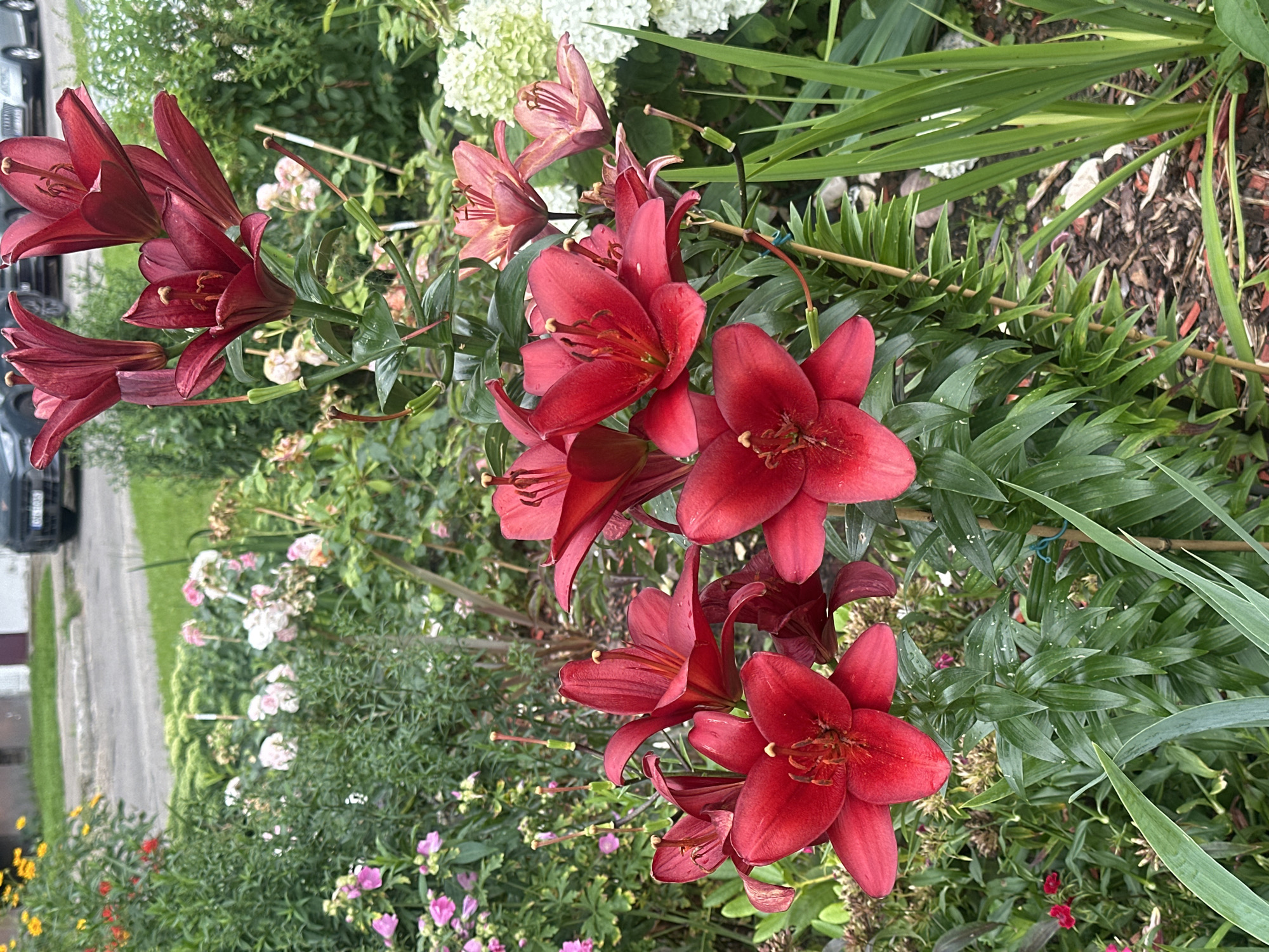 A close-up, eye-level shot captures a cluster of deep red lilies in full bloom, their velvety petals unfurling dramatically. The lilies are the dominant subject, with their stamens and pistils clearly visible at the center of each flower. They are surrounded by lush green foliage, some of which is speckled with water droplets, suggesting recent rain. In the background, other flowers in soft pink and white hues are visible, along with some sparse greenery. Beyond the garden, a street and parked cars are faintly discernible, hinting at an urban setting. The overall impression is one of a vibrant garden, possibly located in a residential area of Riga, Latvia.