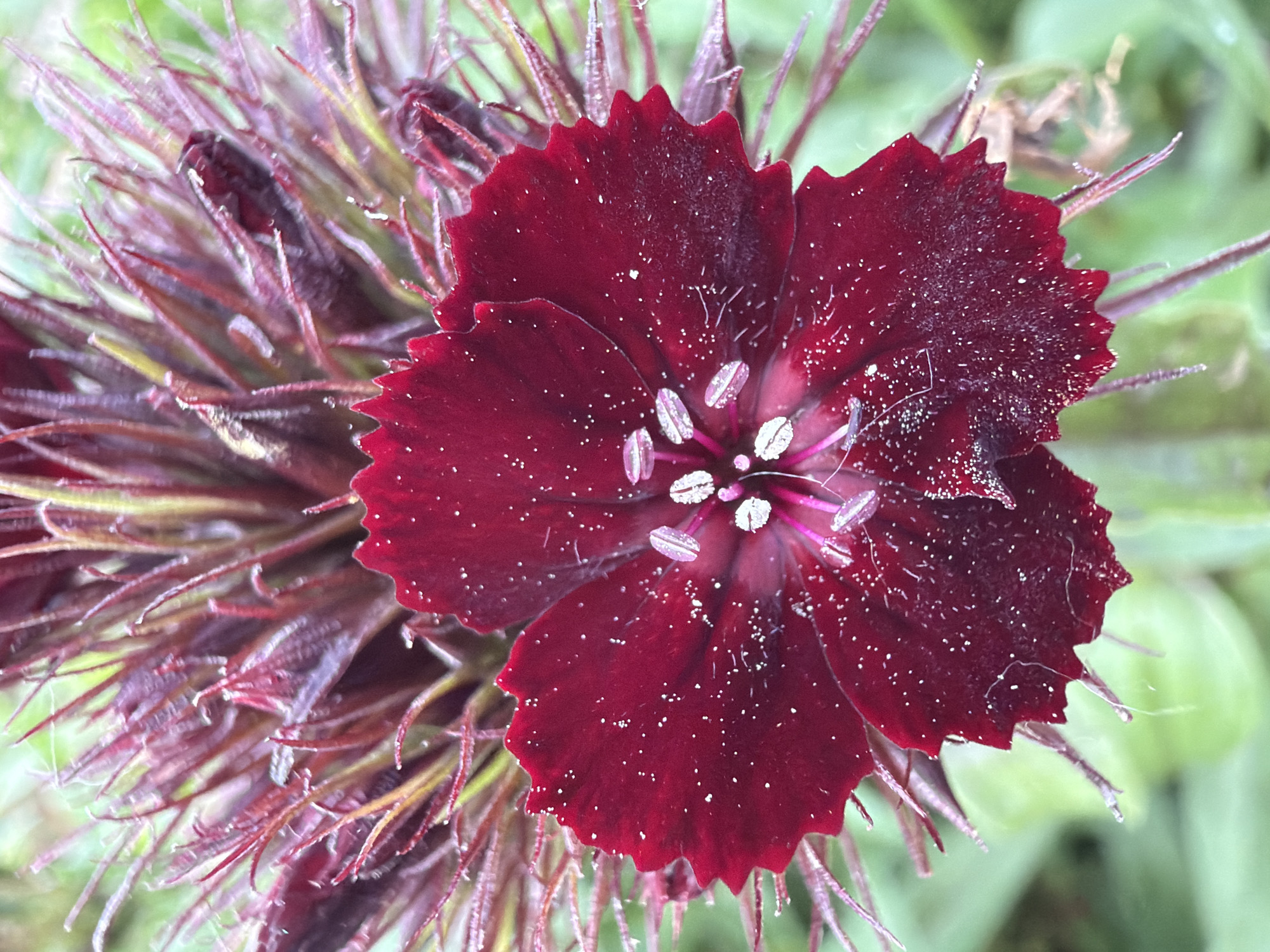 The image displays a solitary, fully bloomed flower captured in a close-up, macro perspective. The central subject is a deep crimson or maroon flower with five distinct petals, each featuring finely serrated or fringed edges. The surface of the petals is speckled with numerous tiny, white, particulate matter, consistent with either fine dust, pollen, or minute water droplets. The flower's reproductive center reveals multiple white anthers, some visibly coated in pollen, surrounding slender, pinkish-purple styles or stigmas.
Beneath the prominent petals, a complex, spiky structure acts as the calyx or involucre, composed of numerous elongated, reddish-brown to dark purple bracts or leaf-like appendages, with some exhibiting subtle green and yellow undertones towards their base. This structure appears bristly and somewhat dried or weathered at the tips.
The background is uniformly out-of-focus, presenting a soft, blurry green hue, indicative of natural foliage or grass, suggesting an outdoor environment. The illumination is even and natural, casting no harsh shadows.
No people, animals, or man-made objects are present in the frame. No actions or interactions are depicted. The image provides no visual information or contextual clues to determine its geographical location, including the city of Chaikovsky, Russia.