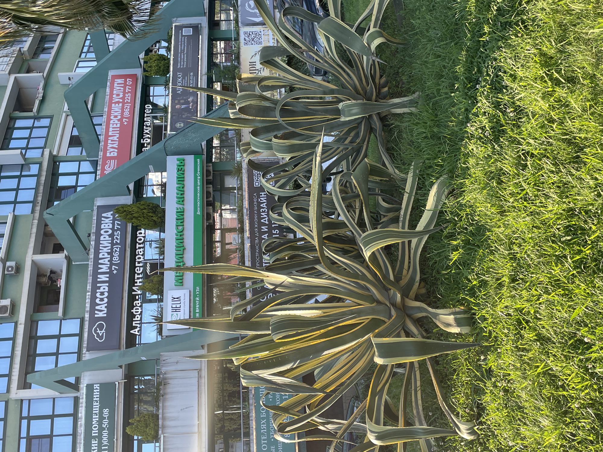The image captures a street view in Sochi, Russia, featuring a modern building with green facade elements and multiple commercial signs. In the foreground, large agave plants with variegated leaves are set against a backdrop of lush green grass. The building's architecture includes prominent angular green beams and balconies with glass windows. Several signs are visible, advertising services such as "KASSI I MARKIROVKA" (Cash and Marking), "BUKHGALTER SKIE USLUGI" (Accounting Services), "MEDITSIN SKIE ANALIZY" (Medical Analyses), and "ADVOCAT" (Lawyer). The signs are in Russian, and some display phone numbers. The overall scene suggests a commercial area with businesses operating on the ground floor of the building, with landscaping in front. The lighting indicates it is daytime, with sunlight casting shadows on the grass. No people are depicted in the image.