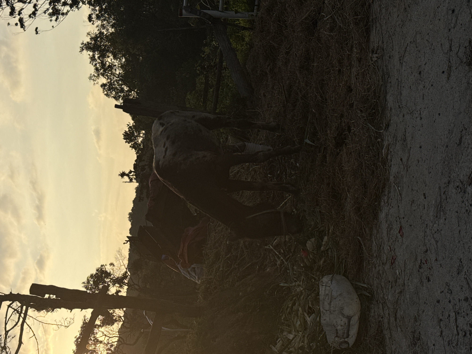 The image displays an outdoor, rural landscape at either sunrise or sunset in Phường Xuân Hương - Đà Lạt, Vietnam, marked by strong backlighting that silhouettes much of the scene. In the foreground, a dirt path or ground is visible, containing a discarded, cracked white plastic jug and scattered small red fragments of debris. Adjacent to the path, a substantial pile of dry hay or fodder is present, with red fabric and possibly blue fabric visible within it. Two equids, likely donkeys or mules, are actively feeding from this hay pile. The animal on the left is dark brown or black, with its head lowered. The animal on the right is lighter in color with visible spots on its coat, and its lower left leg is wrapped in a white bandage. The midground is dominated by silhouetted trees and dense foliage, including a prominent bare tree trunk or post on the left. A fence structure, partially obscured, is visible on the right, featuring a horizontal wooden log and a portion of a white metal gate. The sky above is a golden-yellow hue, indicative of low sun, with scattered light clouds.