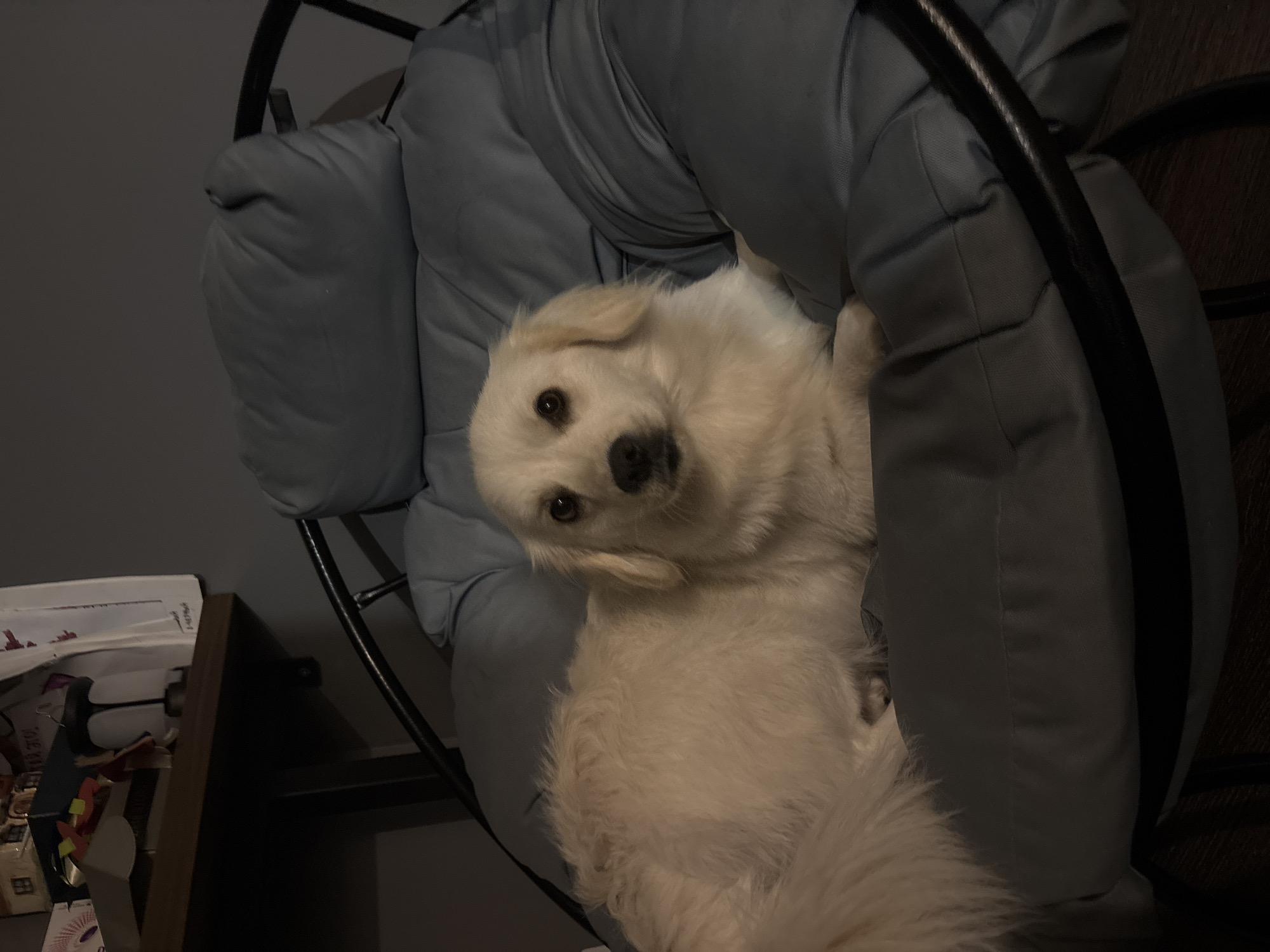 A light-colored dog is lying in a large, blue, cushioned chair. The dog is facing the camera, with its head slightly tilted to the side. The chair appears to be in a dimly lit room. In the background, a shelf is visible with various objects, including what appear to be miniature houses or buildings. The scene is domestic, likely within a residence in Novaya Usman', Russia.