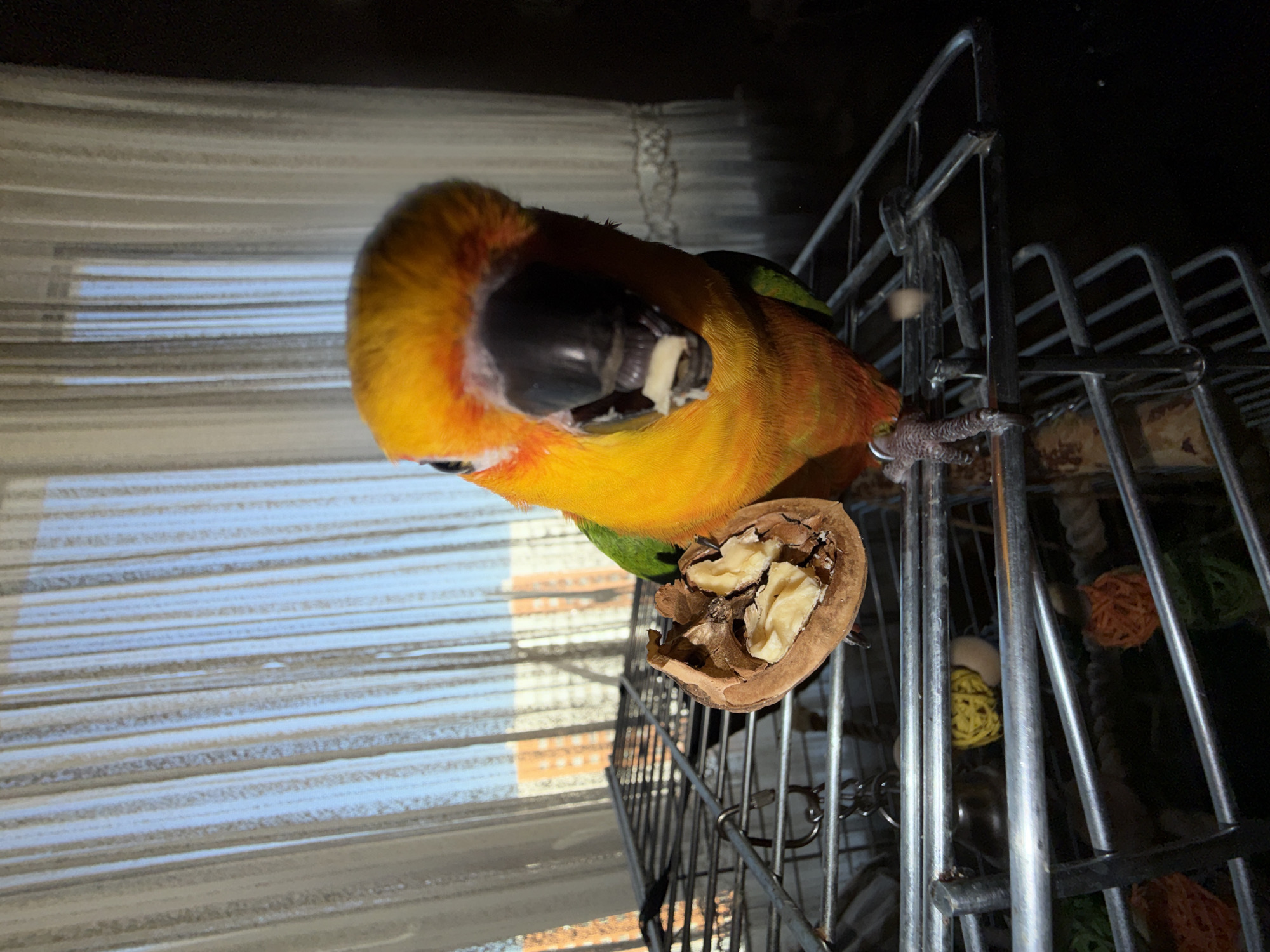 A low-angle, indoor shot presents a sun conure parrot eating a walnut half. The parrot, primarily orange and yellow with some green, is perched on a metal cage. The walnut half is positioned near the bird, revealing the nut meat inside. The cage contains toys and other items. Outside the window, visible through the blinds, is a blurry, light-toned cityscape. Location: Based on the window view, it's plausible this is Khimki, Russia. However, this cannot be stated with certainty.