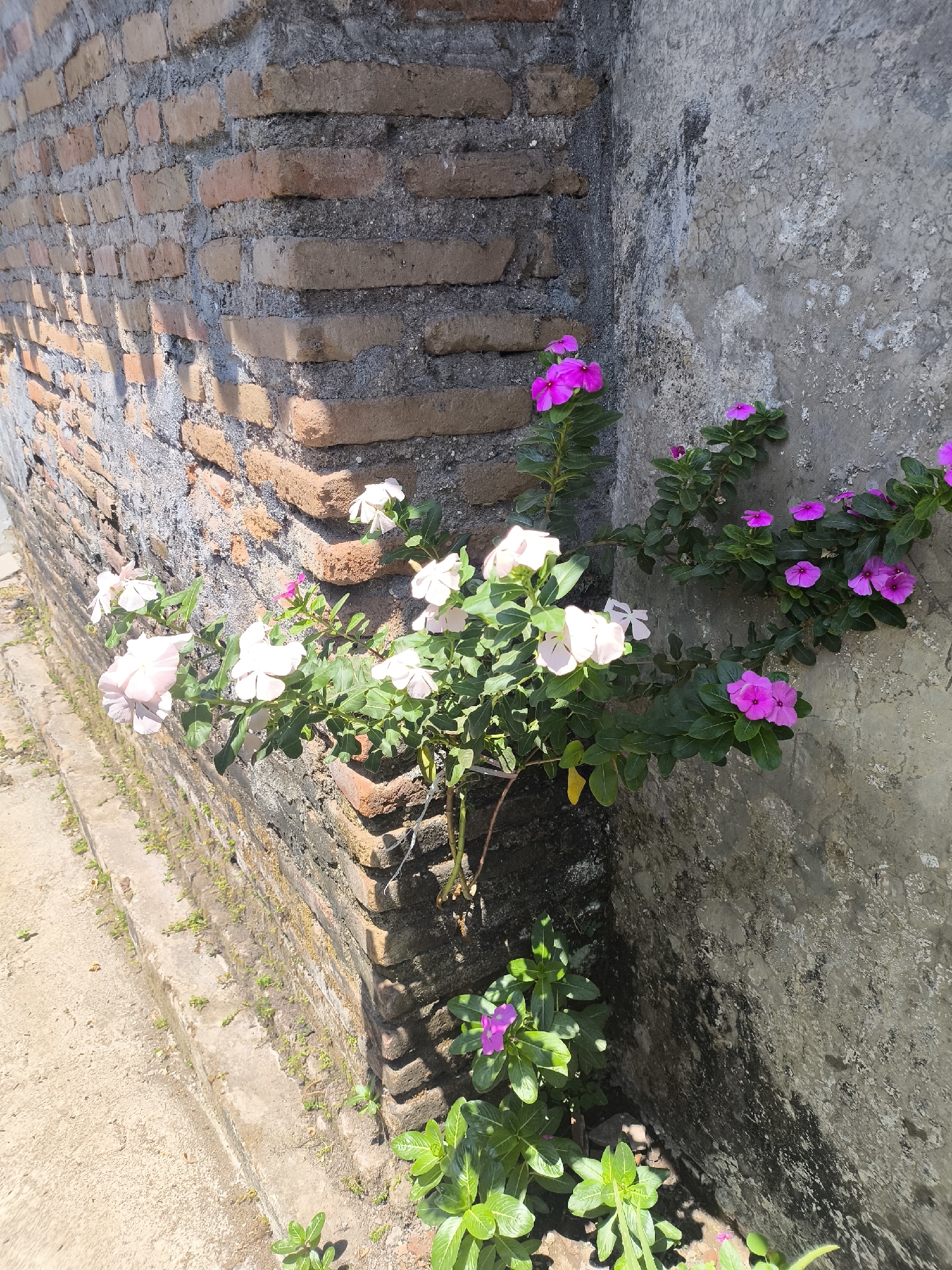 The image depicts an outdoor scene with a corner where a brick wall meets a textured concrete wall. Vibrant pink and pale pink flowers with green leaves are growing from the base of the walls, climbing upwards in some areas. The brick wall appears weathered, with visible mortar lines and shadows cast by sunlight. The concrete wall has an aged, somewhat mottled appearance. The ground in the foreground is a light-colored concrete path with a slight incline, and there are small plants growing along the base of the brick wall. The overall impression is one of natural growth against man-made structures in what appears to be a warm, sunny environment. The provided context specifies Lumajang, Indonesia, suggesting this scene is within that city.