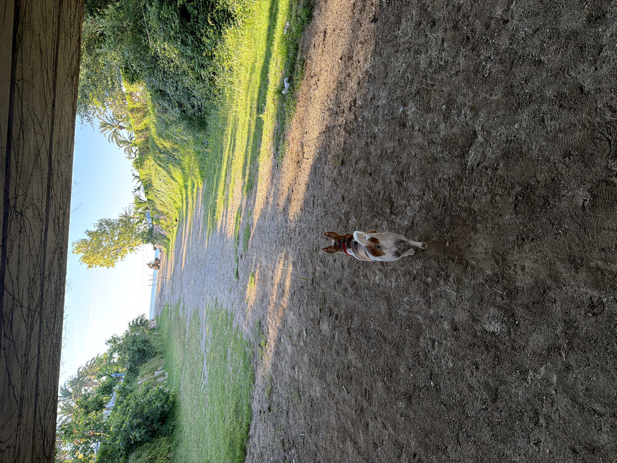 The image shows a scene at Platja de Pixerota, Mont-roig del Camp, Spain. A dog is running on a dirt path. The path leads towards the beach and the sea, visible in the distance. On the left, there is vegetation and a structure with vines.