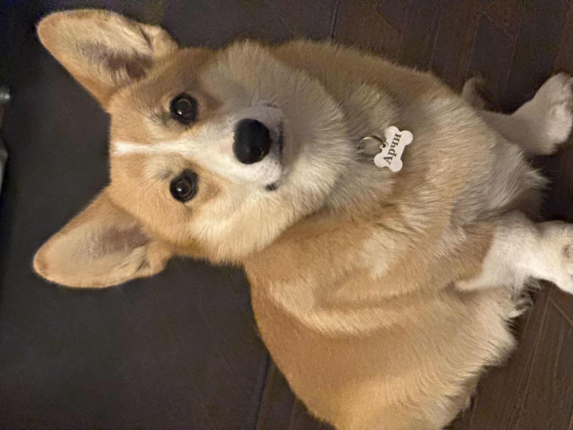 A corgi with tan and white fur is looking at the camera. It has a bone-shaped tag with lettering on its collar. The dog is on a floor that is part dark and part light brown wood. There are no people visible in the frame. There is no indication of the location being in Votkinsk, Russia.