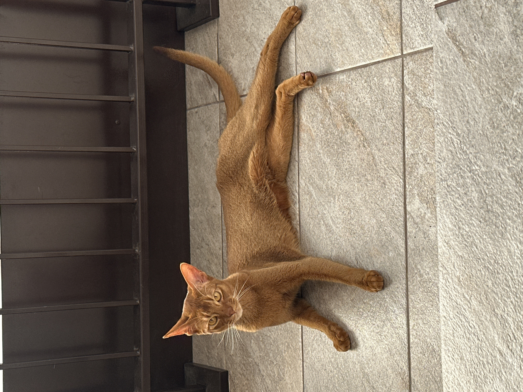 An Abyssinian cat is sprawled out on a tiled floor next to a black metal ladder-like structure. The floor is light gray with textured, stone-like tiles. The cat is ginger-colored and has its head towards the lower left of the image, looking towards the viewer. Its body stretches across the frame, with its tail near the top left and its hind legs extended towards the top right. The cat's front paws are splayed out near the bottom of the image.
The location is Kazan, Russia.