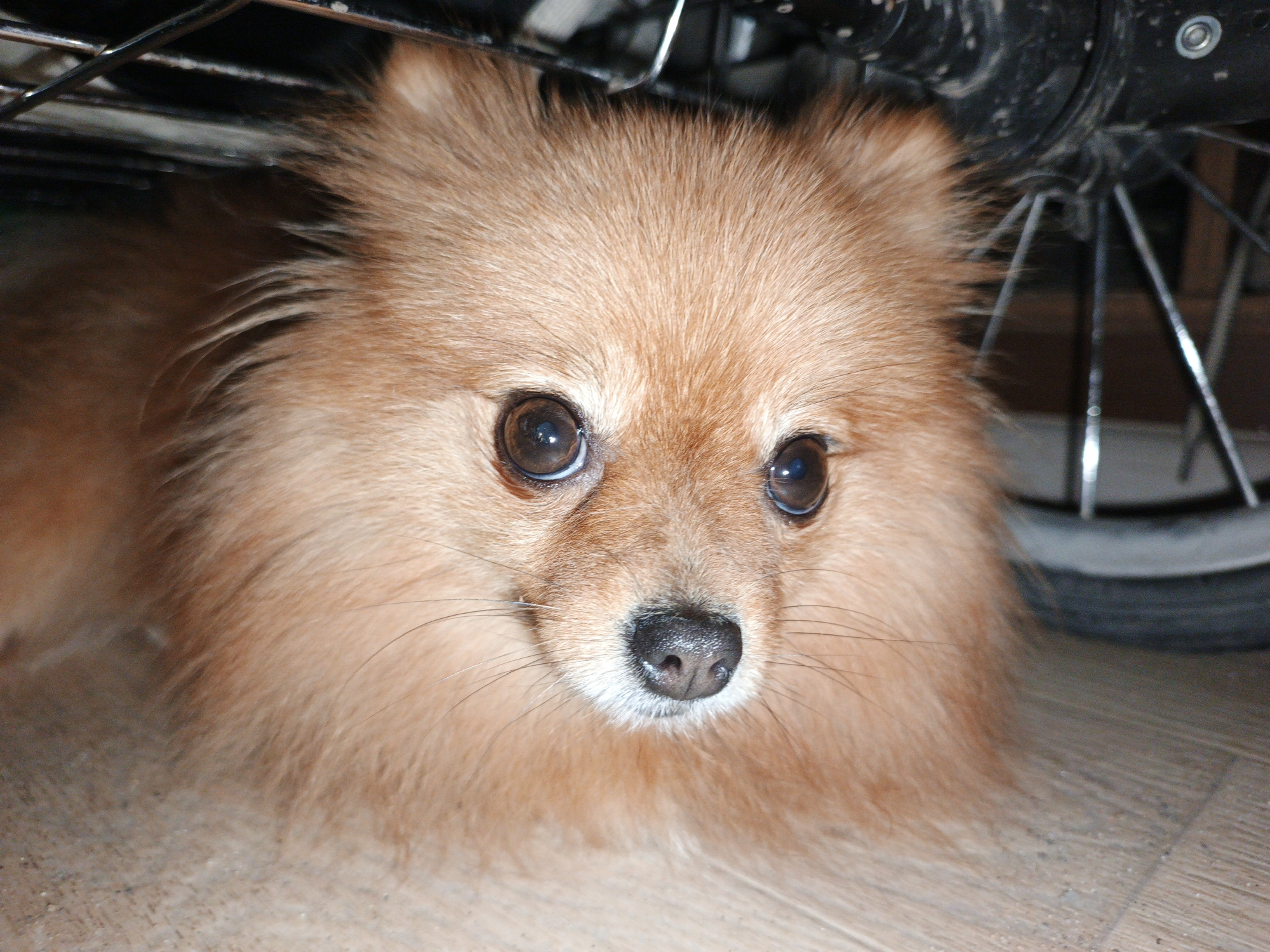 A fluffy, orange Pomeranian dog is lying on a light-colored wooden floor, partially hidden under a black metal object that appears to be part of a stroller or bicycle. The dog's face is the primary focus, with large, dark eyes, a wet black nose, and a fluffy mane. The background is dark and out of focus, with hints of a black wheel with spokes visible to the right. The scene is indoors, as indicated by the wooden floor and the artificial lighting. The dog appears to be in a relaxed or curious pose. There is no information to suggest a specific location within Zlatoust, Russia.