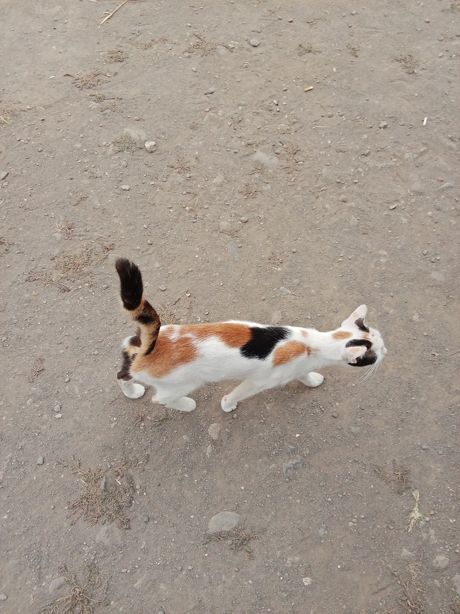 A calico cat is walking on a dirt ground with scattered pebbles and dried vegetation. The cat is predominantly white with patches of orange, brown, and black. Its tail is upright and bushy, with distinct black and brown markings. The background is a flat, dusty surface with a few small stones and sparse, dry grass. The lighting suggests an outdoor environment, possibly during the day.