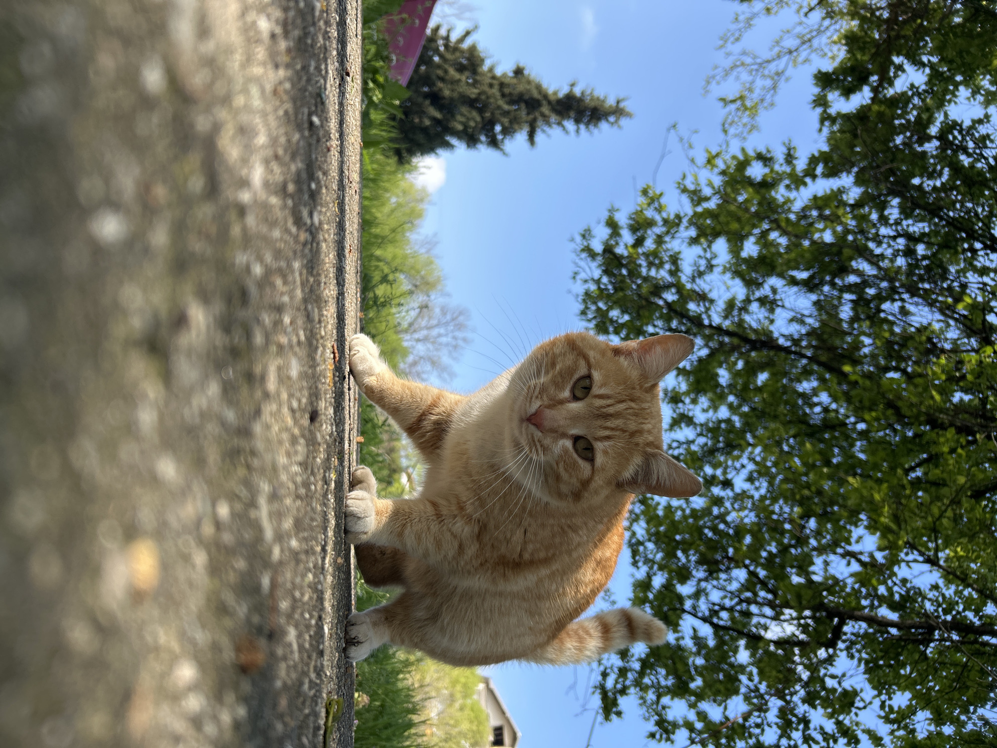 A close-up, low-angle photograph depicts a ginger cat perched on a grey stone wall. The cat is in the foreground, looking down with its paws gripping the edge of the wall. Behind the wall, the background features green trees, a glimpse of a blue sky, and the roof of a small building. The photograph was taken outdoors, seemingly in a natural environment.
