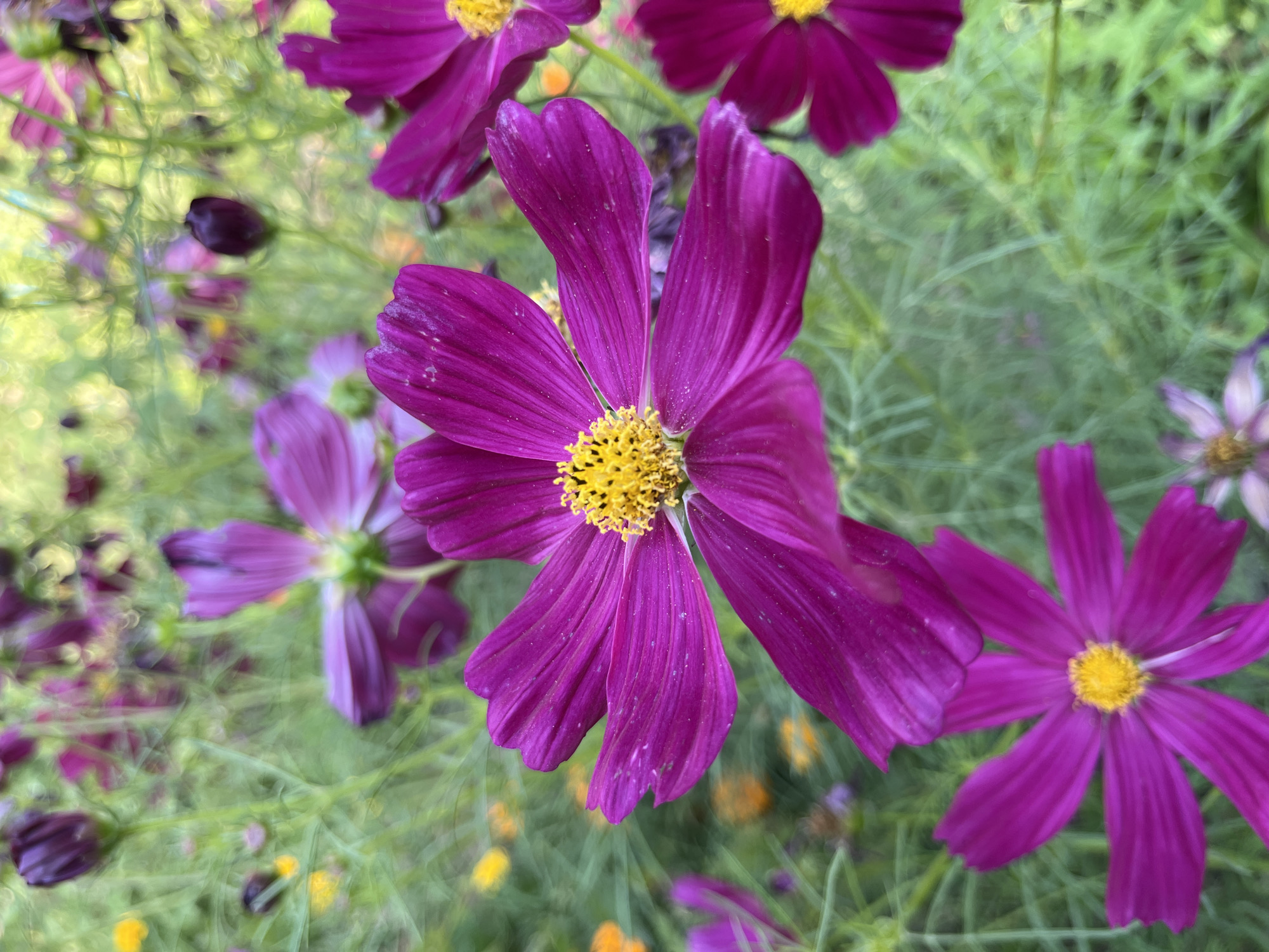 The image shows a close-up view of several vibrant pink cosmos flowers in bloom. The central flower is in sharp focus, revealing its delicate, ruffled petals and bright yellow center. The background is a soft blur of green foliage and other out-of-focus flowers, creating a bokeh effect. There are no people or man-made objects visible in the image. The scene appears to be a garden or natural setting. The location of Mailuu-Suu City, Kyrgyzstan is not discernible from the image content.