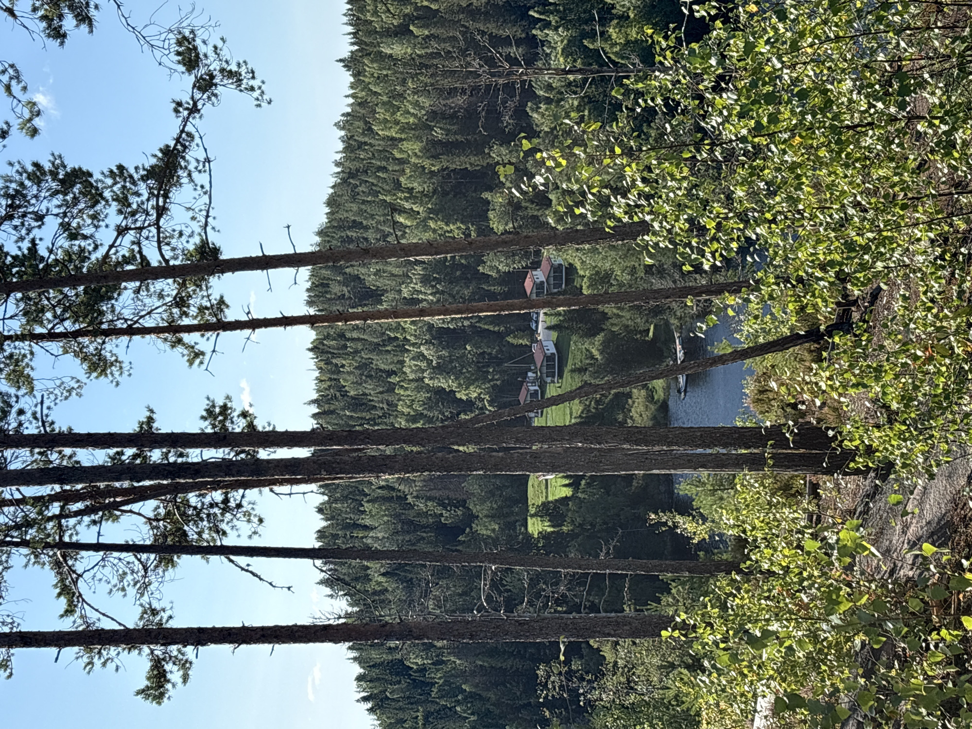 The image depicts a serene natural landscape with a hint of human habitation. In the foreground, several tall pine trees dominate the view, their rough bark and sparse needles silhouetted against a bright blue sky with a few wispy clouds. The trees are positioned such that they create a sense of depth and frame the scene beyond. Below the trees, lush green foliage, likely birch or other deciduous trees, adds a softer texture to the foreground, interspersed with rocky ground.
Further back, the landscape opens up to reveal a body of dark blue water, possibly a lake or a wide river, reflecting the clear sky. Along the shoreline of the water, a small dock or pier is visible, with a boat moored to it. On the far side of the water, a verdant, densely forested hillside rises up, characteristic of the boreal forests found in this region.
Nestled within a clearing on the green slope, several white houses with distinctive red roofs can be seen. These are modern structures, suggesting a residential area or a vacation resort. The houses appear to be spread out, integrated into the natural environment. Cars are parked near one of the houses, indicating recent human activity.
The overall impression is one of a tranquil, picturesque setting in a rural or semi-rural area, likely in the city of Kir'yavalakhti, Russia, given the typical scenery associated with the Karelian region. The combination of dense forest, water, and scattered dwellings creates a harmonious, peaceful atmosphere. No people are visible in the image.