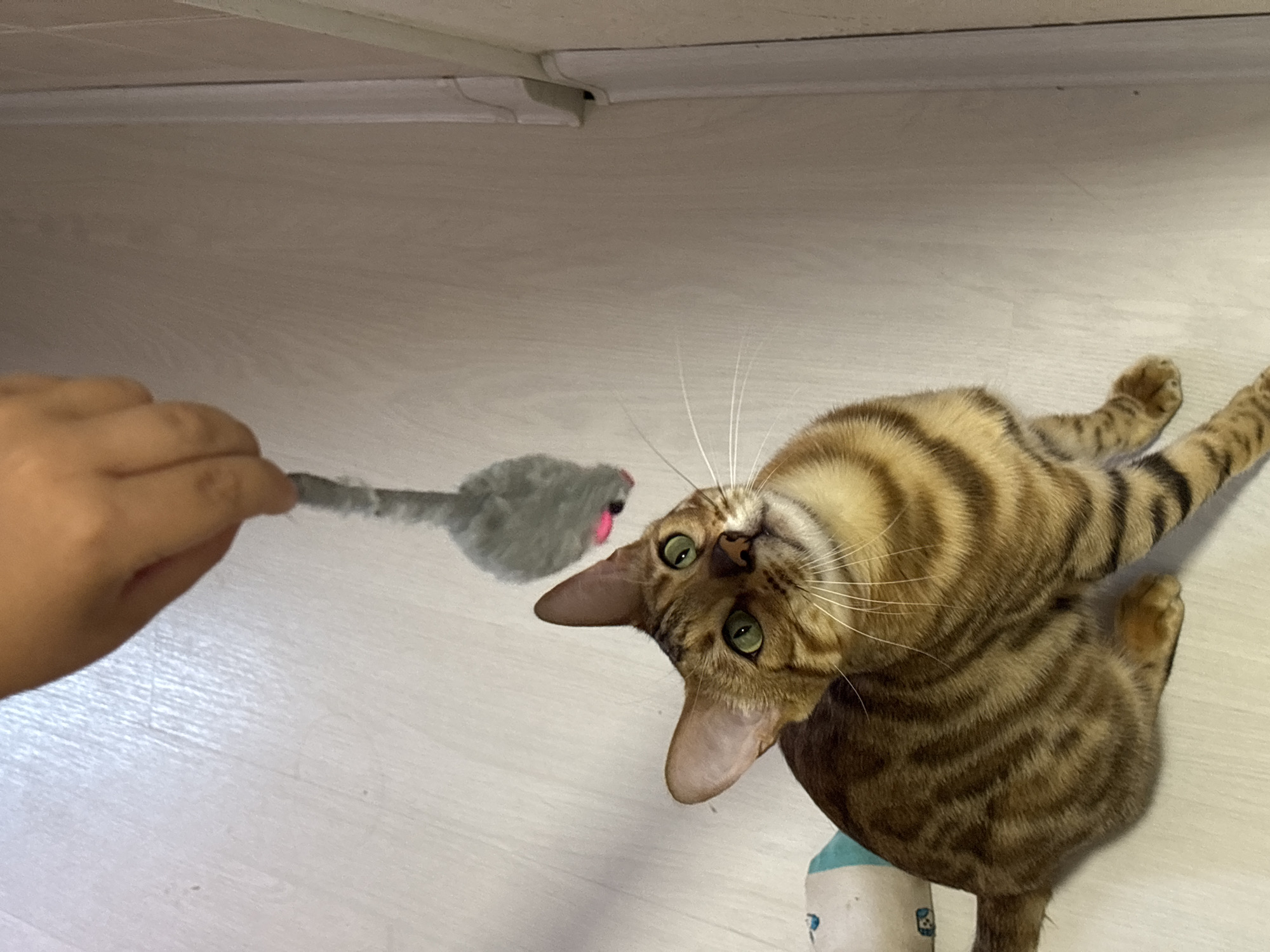 A person's hand dangles a gray toy mouse with a pink nose over a brown tabby cat. The cat is sitting on a light-colored wooden floor, looking up at the toy with its green eyes wide open. The cat's fur has distinct dark stripes. The background is a plain wall. No specific location in Noviy, Russia can be determined from the image.