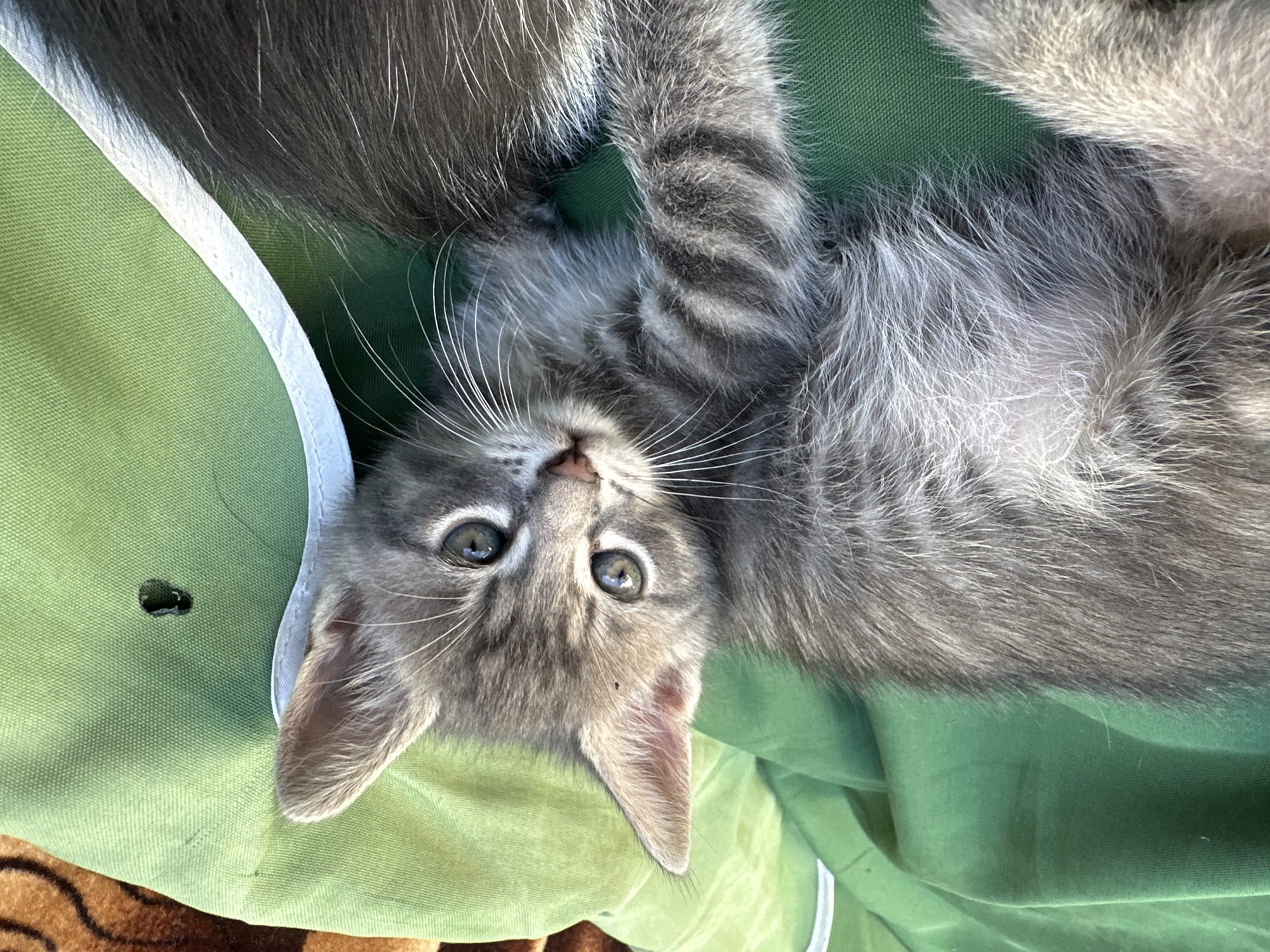 A close-up, overhead shot shows a gray tabby kitten lying on a green fabric surface, with a portion of another gray cat visible on the right side of the frame. The kitten's face is in focus, with its bright green eyes looking towards the camera. Its ears are perked, and its white whiskers are prominent. The kitten's fur has distinctive tabby markings, with darker stripes on its head, body, and legs. A small dark spot, possibly a bug, is visible on the green fabric above the kitten's head. The green fabric appears to be part of a bag or blanket, with a white binding along the top edge. The background consists of the green fabric and a brown, patterned material on the left side. The lighting suggests it is daytime and possibly outdoors.