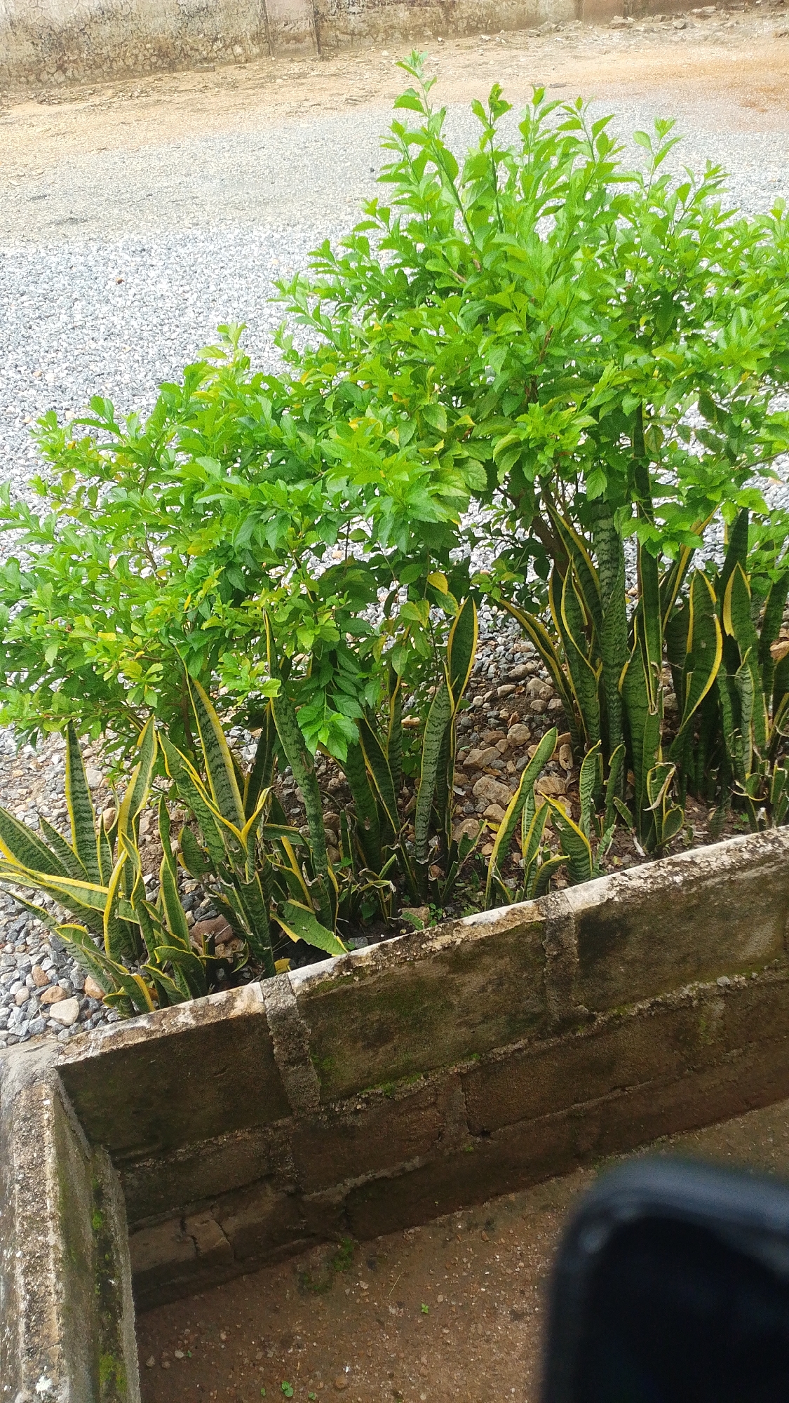 A dense cluster of green leafy plants and snake plants grows behind a low, rough concrete wall in what appears to be an outdoor area. The plants are lush and vibrant, with the snake plants featuring their characteristic dark green leaves with yellow stripes. The concrete wall shows signs of age and weathering, with moss and dirt visible on its surface. The ground surrounding the plants is covered in small, light-colored gravel and some loose soil, with a few small green shoots of grass emerging. In the background, a textured, light-colored wall or embankment is visible, also covered with gravel. The overall scene suggests a garden or landscaping feature in an urban or semi-urban environment. The location is identified as Bauchi, Nigeria, which implies a warm climate conducive to such plant growth.