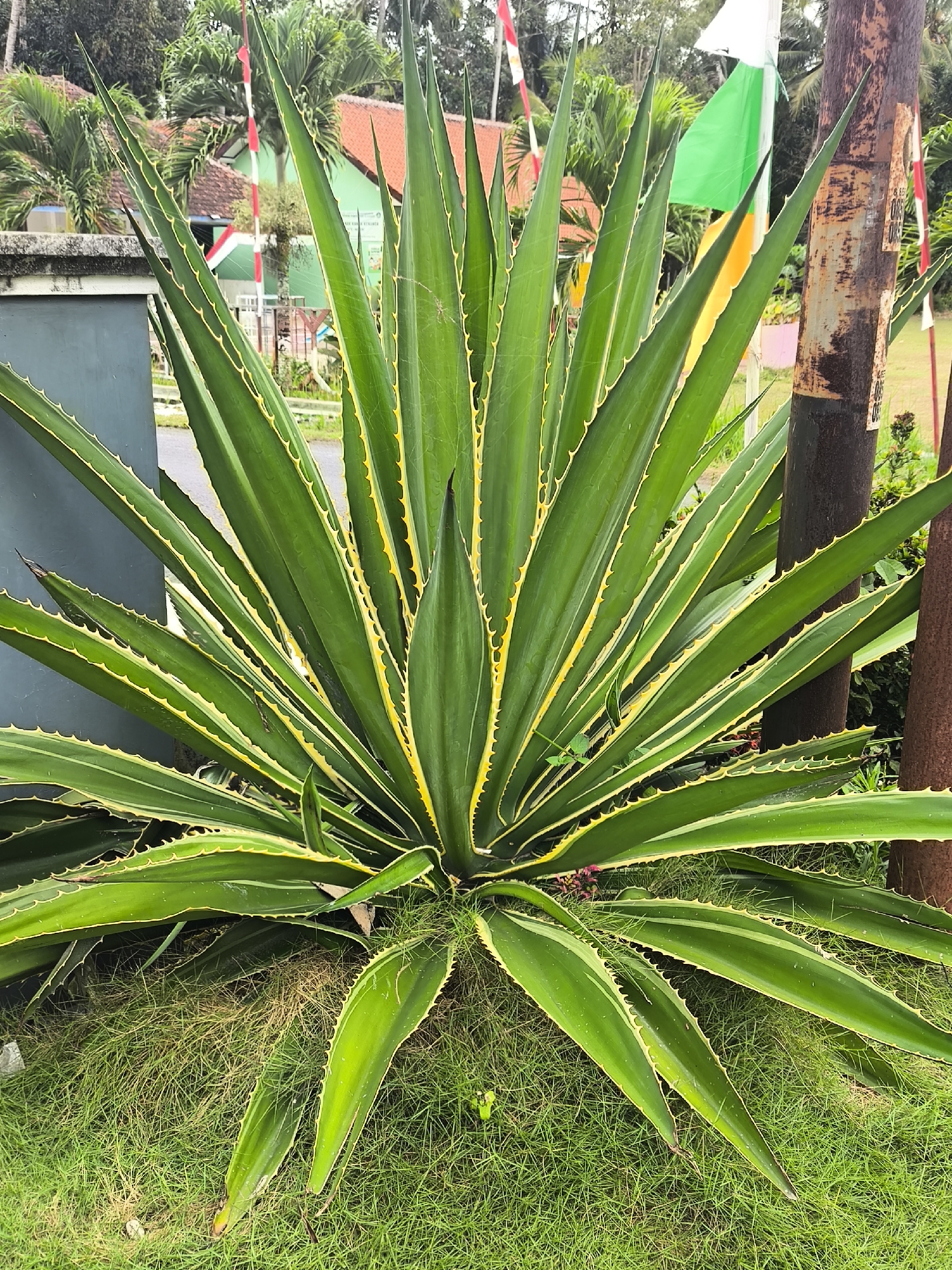 A large, green agave plant with yellow-edged leaves is centered in the frame. The plant is situated in grassy ground, with some dry grass mixed in. In the background, there is a grey wall, a dark pole with some rusted markings, and some buildings with orange roofs. Flags, including a red and white striped flag and a green and white flag, are visible behind the agave plant. The overall scene appears to be outdoors in a semi-urban or rural setting. The photograph was taken in Cintaratu, Indonesia.