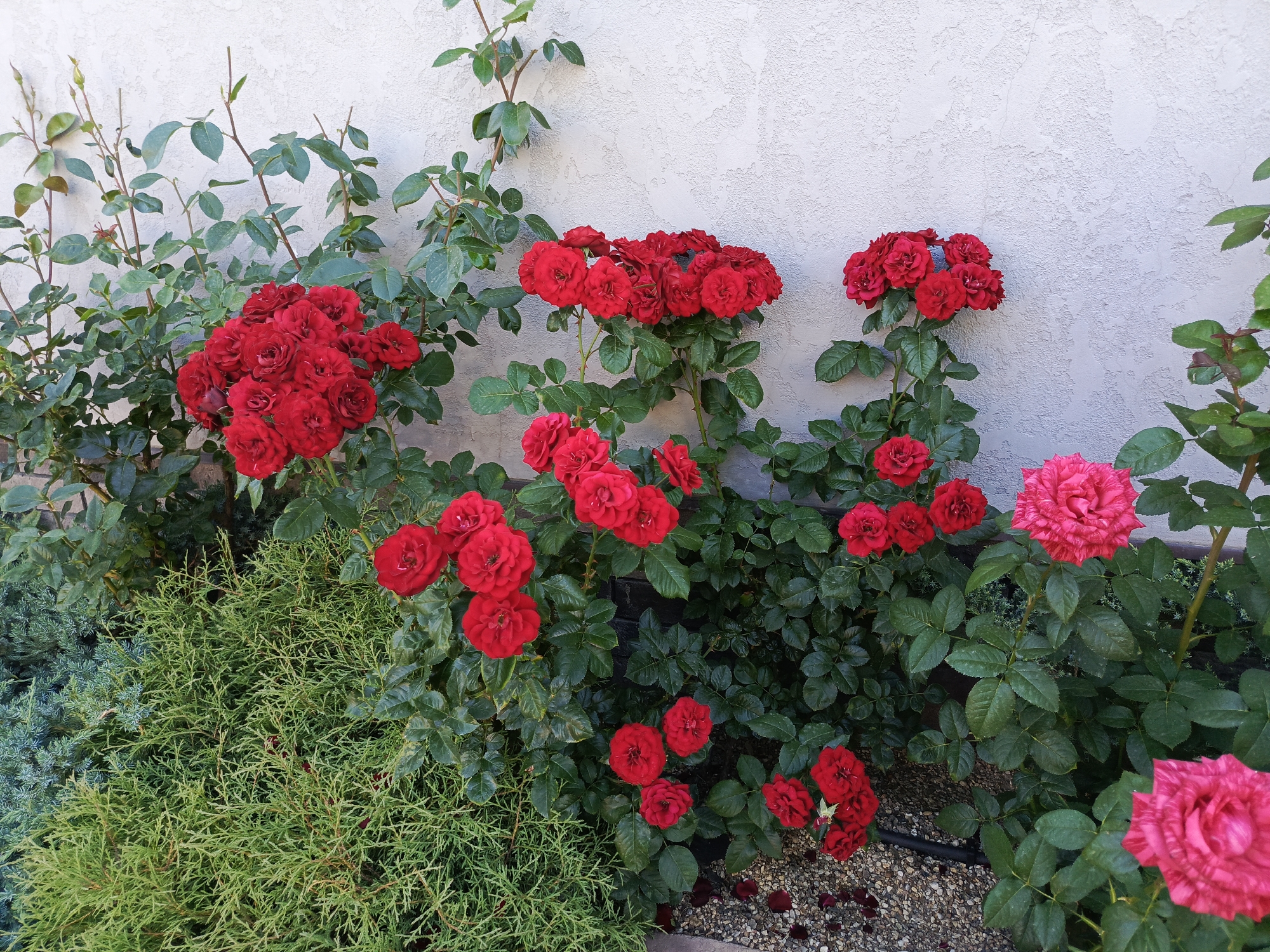 In the city of Unknown, Unknown, a vibrant display of red roses thrives against a textured, light-colored wall. The roses, in various stages of bloom, are arranged in clusters on their thorny green stems, their petals a deep, rich red. Some of the roses have tightly furled buds, while others have opened to reveal their intricate layers. Interspersed with the roses are dark green leaves, some with a slight sheen, and a few branches extending upwards towards the wall. In the foreground, to the left, a dense, bright green shrub with fine, feathery foliage creates a stark contrast to the roses. To the right, a larger, showier pink rose with variegated petals catches the eye, its bloom larger and more open than the red roses. The ground beneath the plants is covered in small, light-colored gravel, with a few scattered red rose petals. The overall scene is one of natural beauty and abundant floral life.