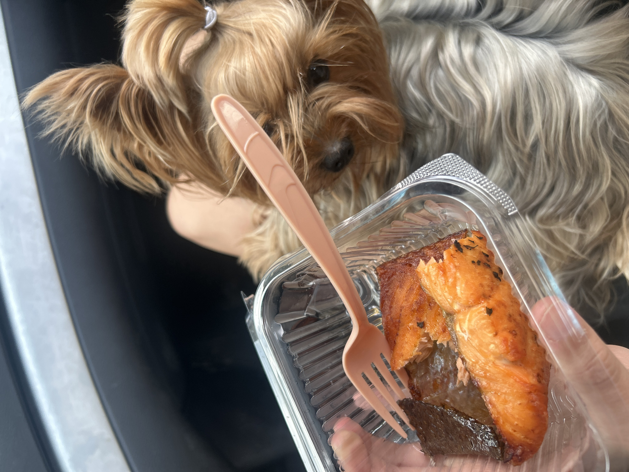 A light brown Yorkshire Terrier with a small hair tie in its topknot is peering at a clear plastic container holding a piece of cooked salmon, with a light pink plastic fork resting on top of the fish. A human hand is holding the container. The background includes the interior of a dark-colored vehicle. There is no indication of Burgas, Bulgaria.