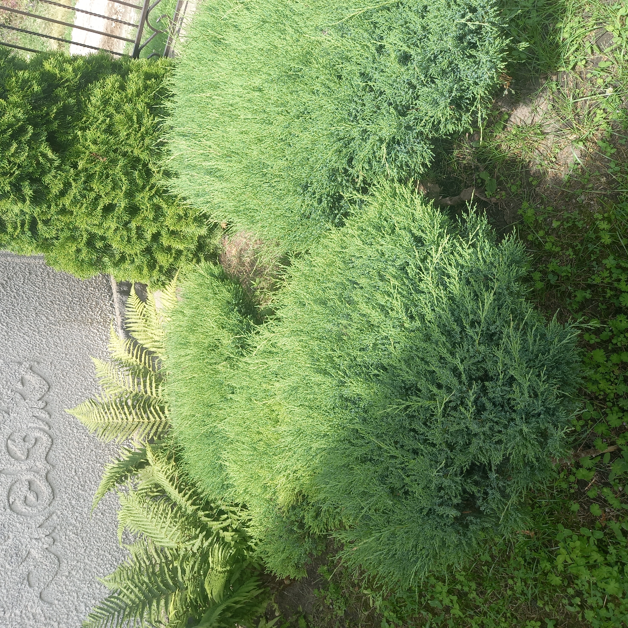 The image depicts a garden area in Cepeleuți, Moldova. The foreground is dominated by lush green, low-lying bushes, appearing to be juniper, covering a significant portion of the ground. Behind these, to the left, are several ferns with their characteristic fronds. A taller, conical evergreen tree stands to the right, casting a shadow. In the background, a grey wall with an ornate, textured pattern is visible. A portion of a black wrought-iron fence can be seen at the far right edge of the frame. The ground is covered in grass and scattered clover-like plants. The lighting suggests it is daytime, with sunlight creating distinct shadows. No people are present in the scene.